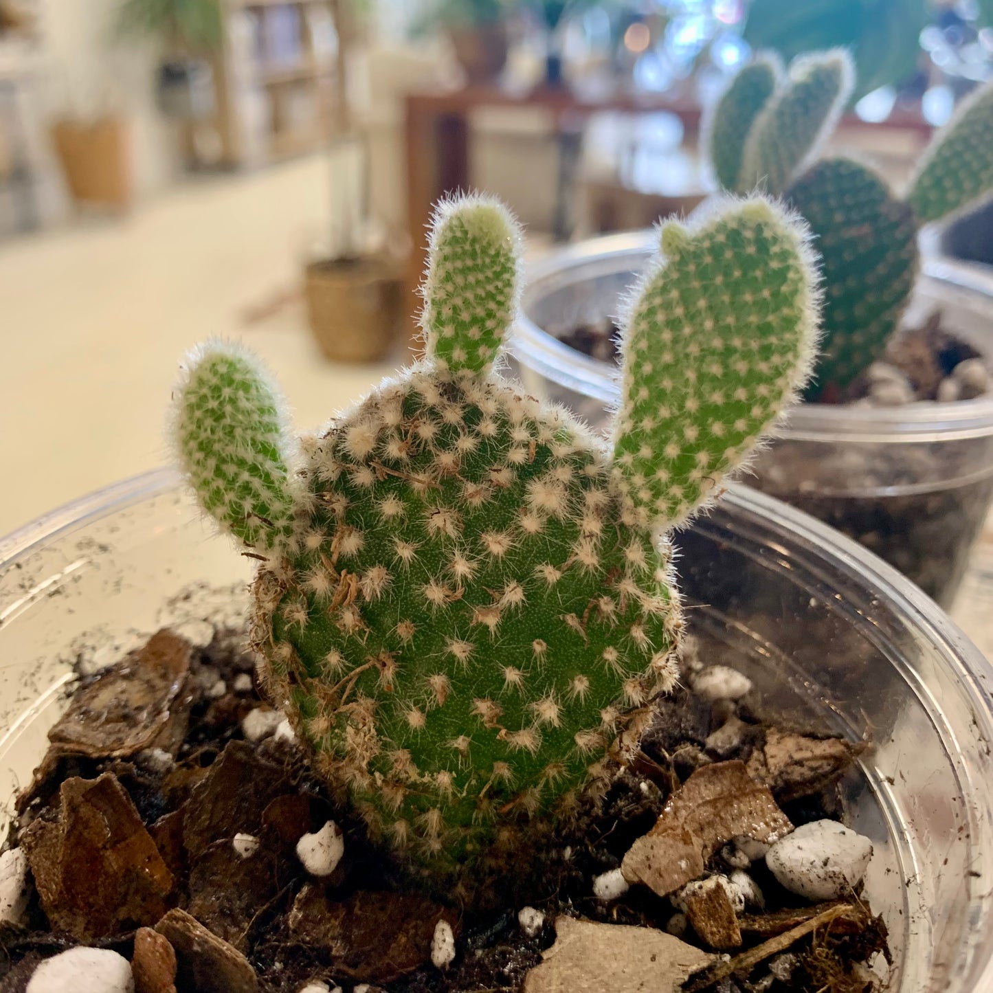 Bunny Ears Cactus