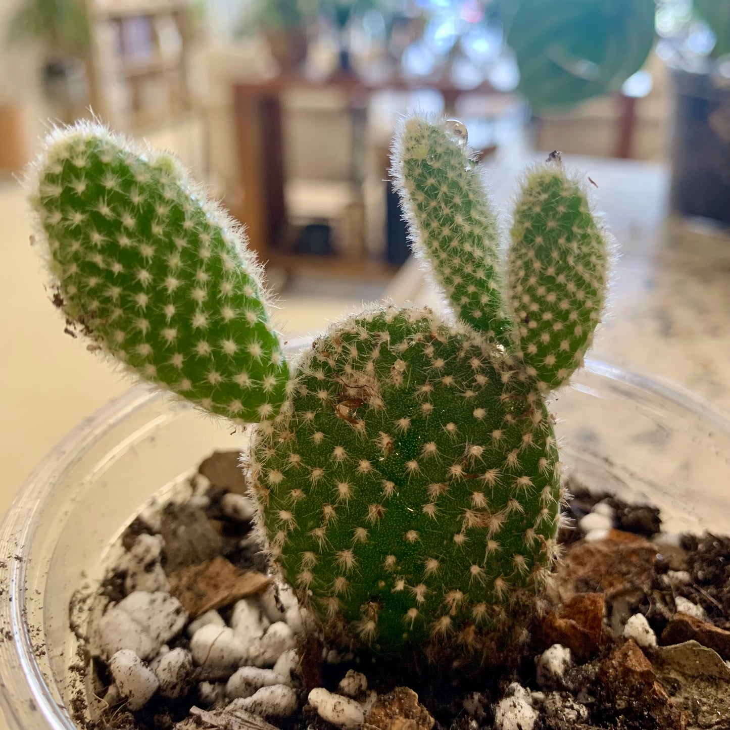 Bunny Ears Cactus