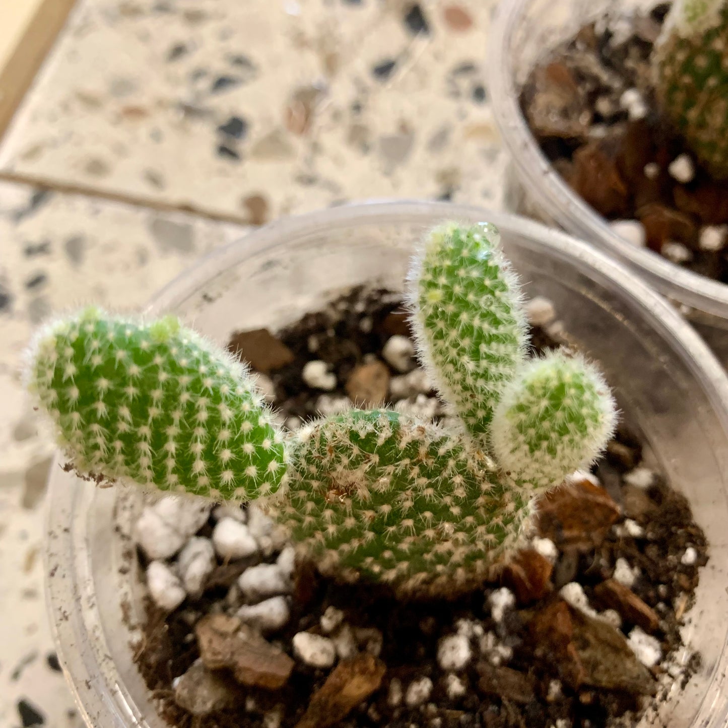 Bunny Ears Cactus