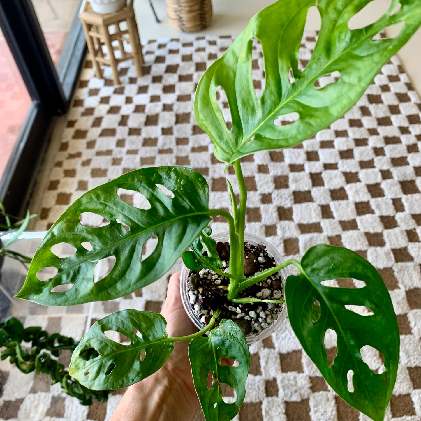 Monstera Adansonii "Swiss Cheese"