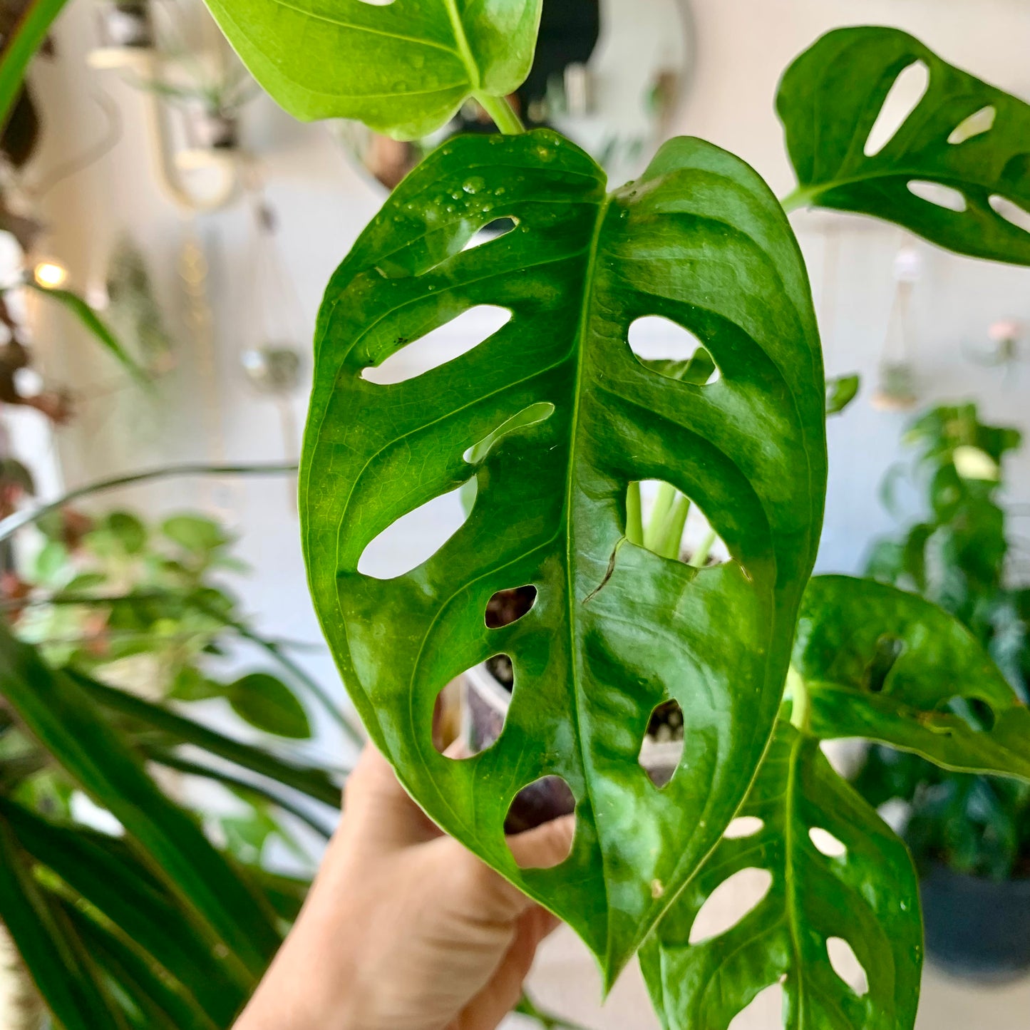 Monstera Adansonii "Swiss Cheese"