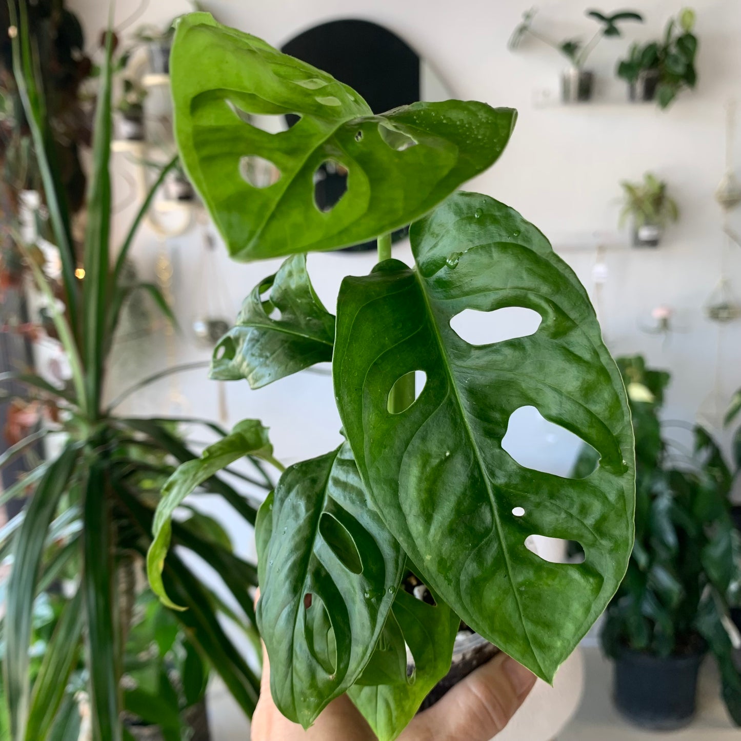 Monstera Adansonii "Swiss Cheese"