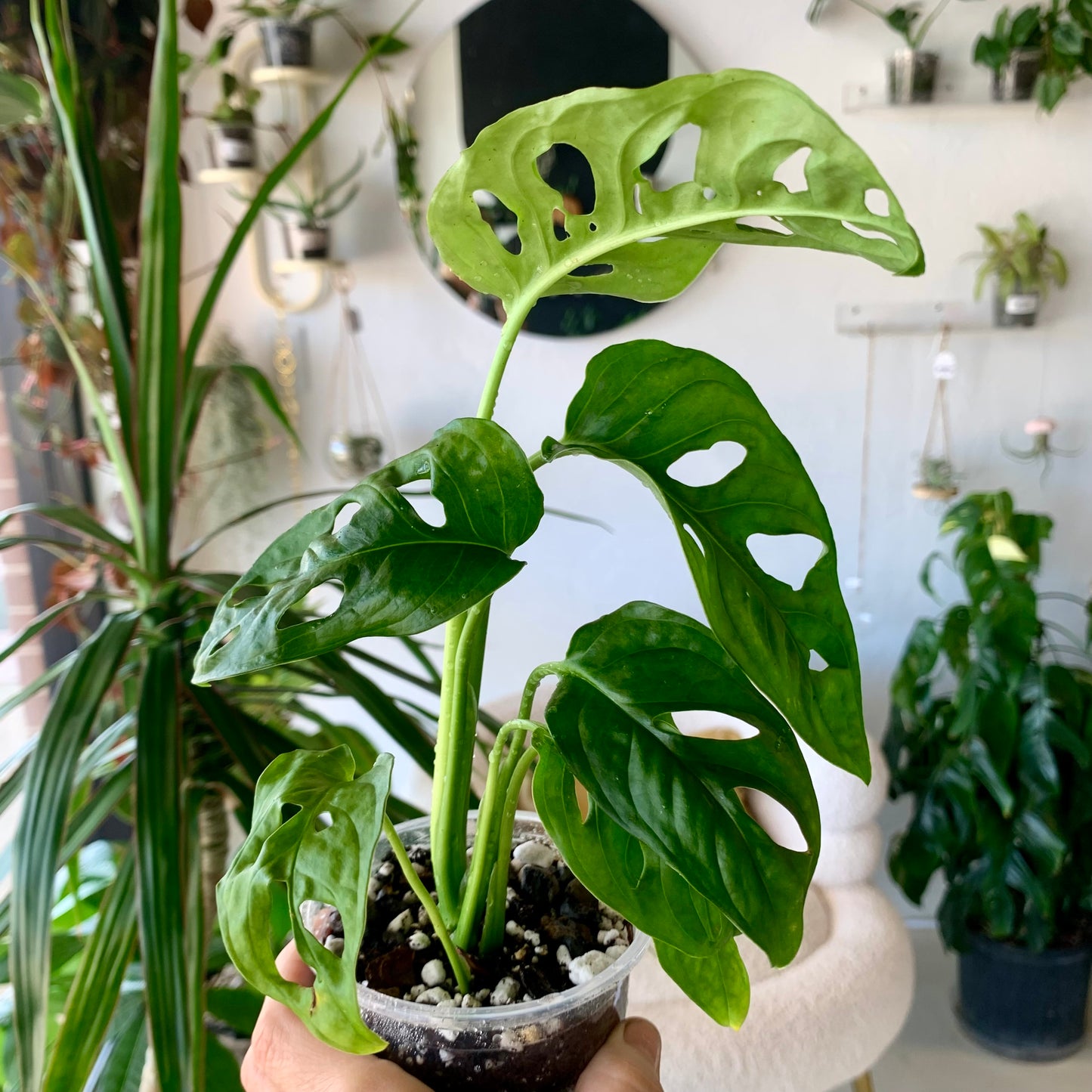 Monstera Adansonii "Swiss Cheese"
