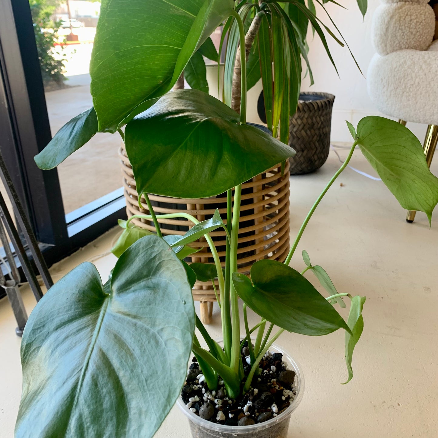 Monstera Deliciosa