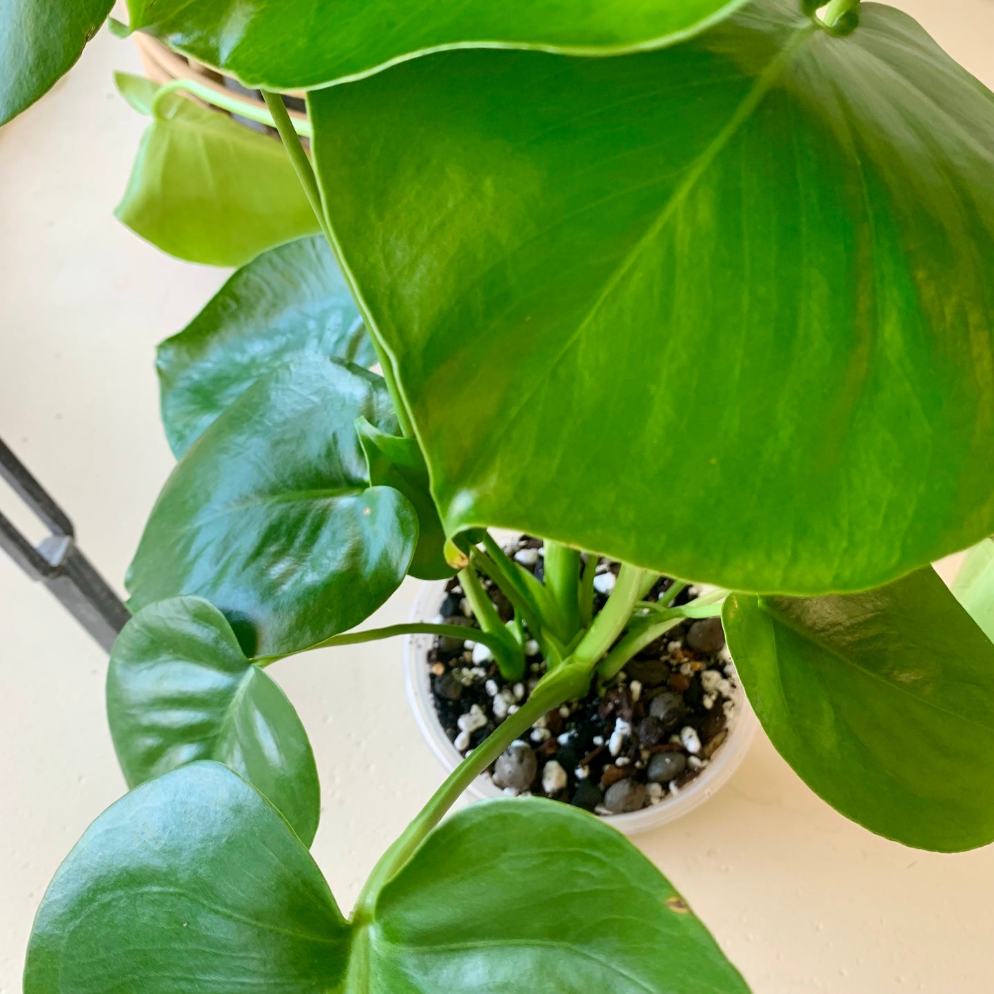Monstera Deliciosa
