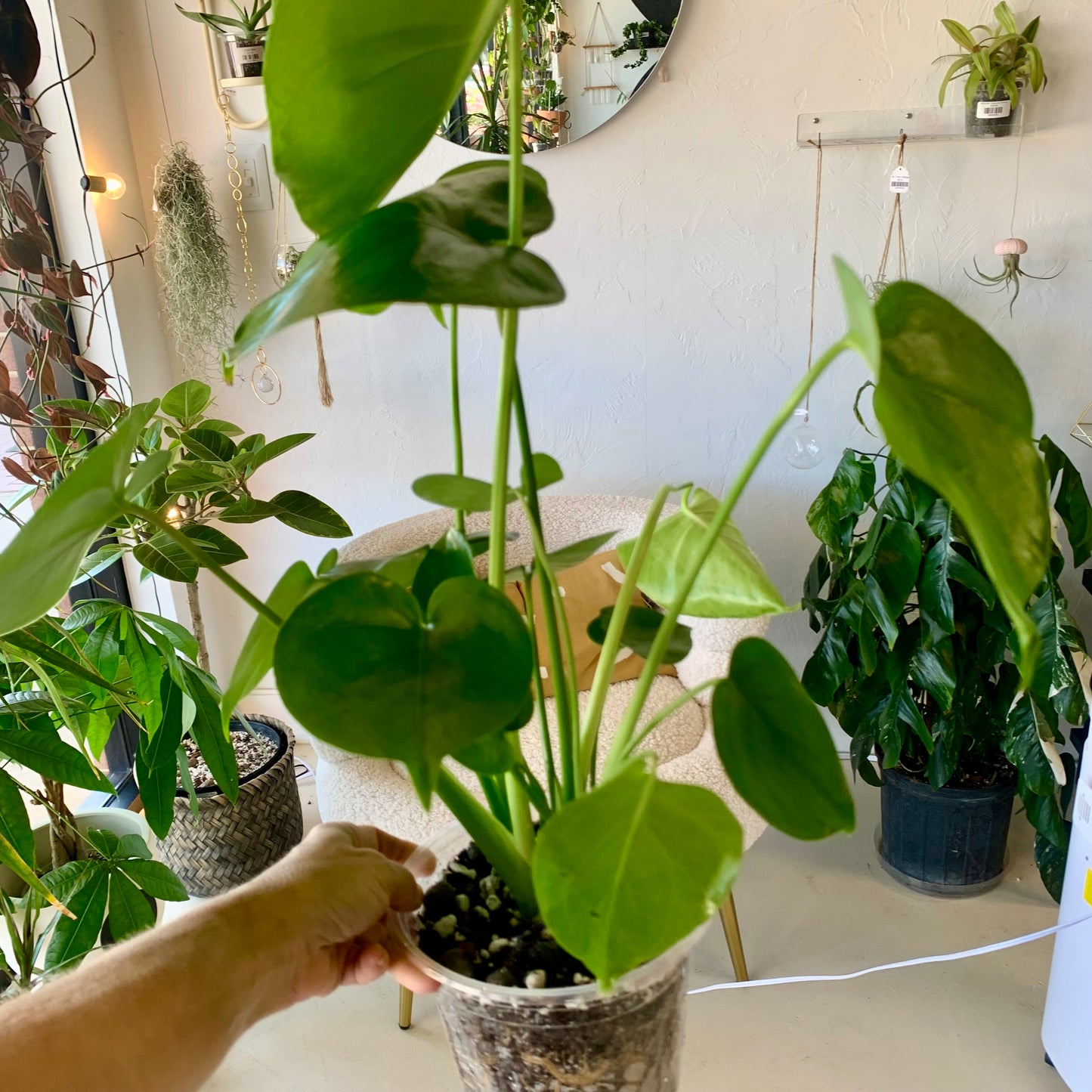 Monstera Deliciosa