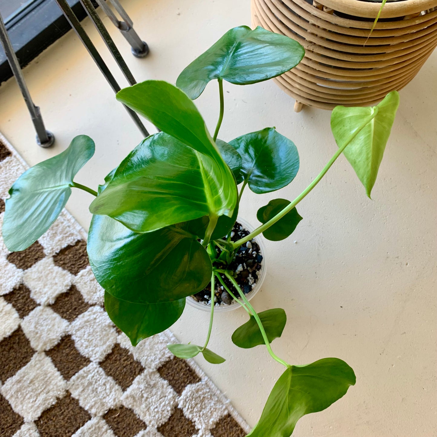Monstera Deliciosa