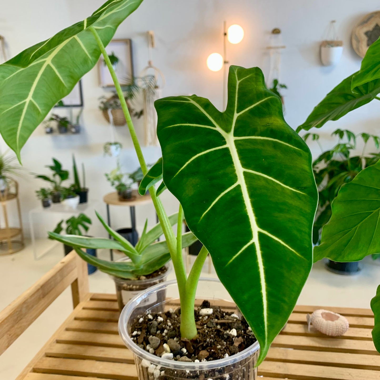 Alocasia Frydek
