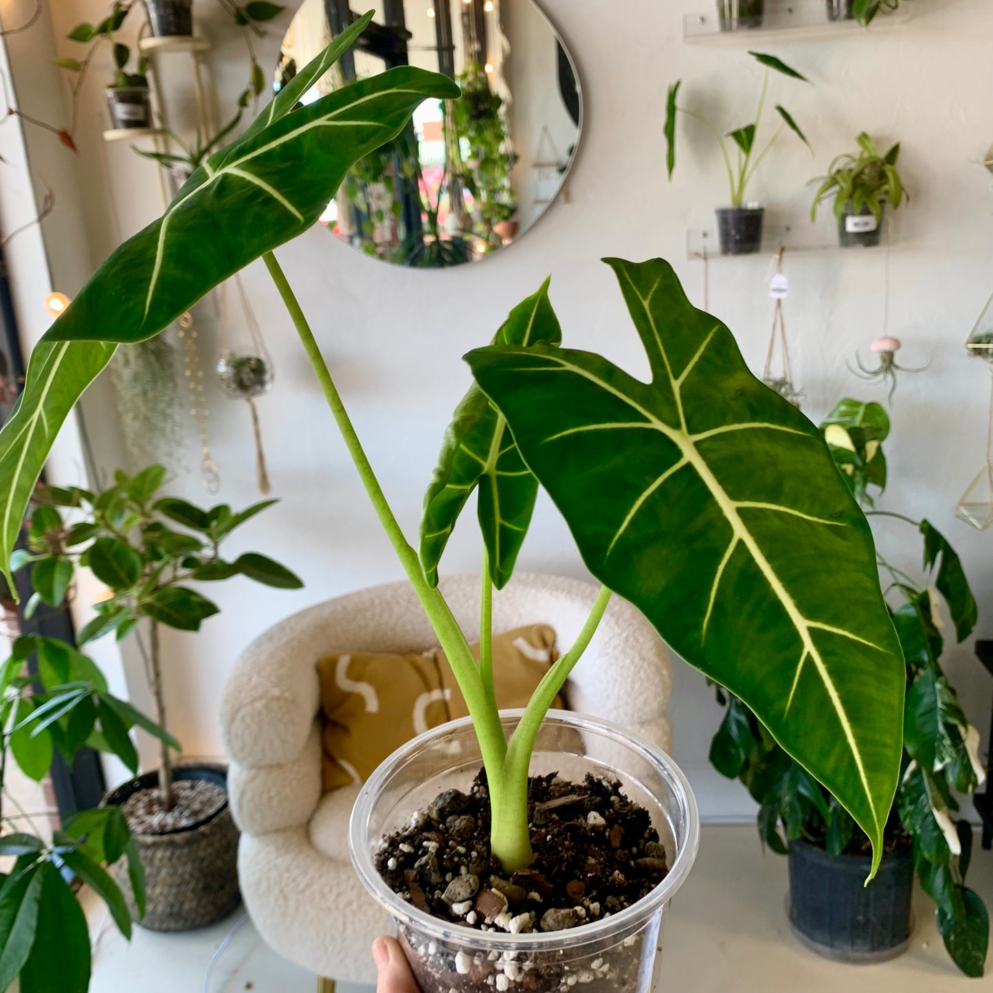 Alocasia Frydek