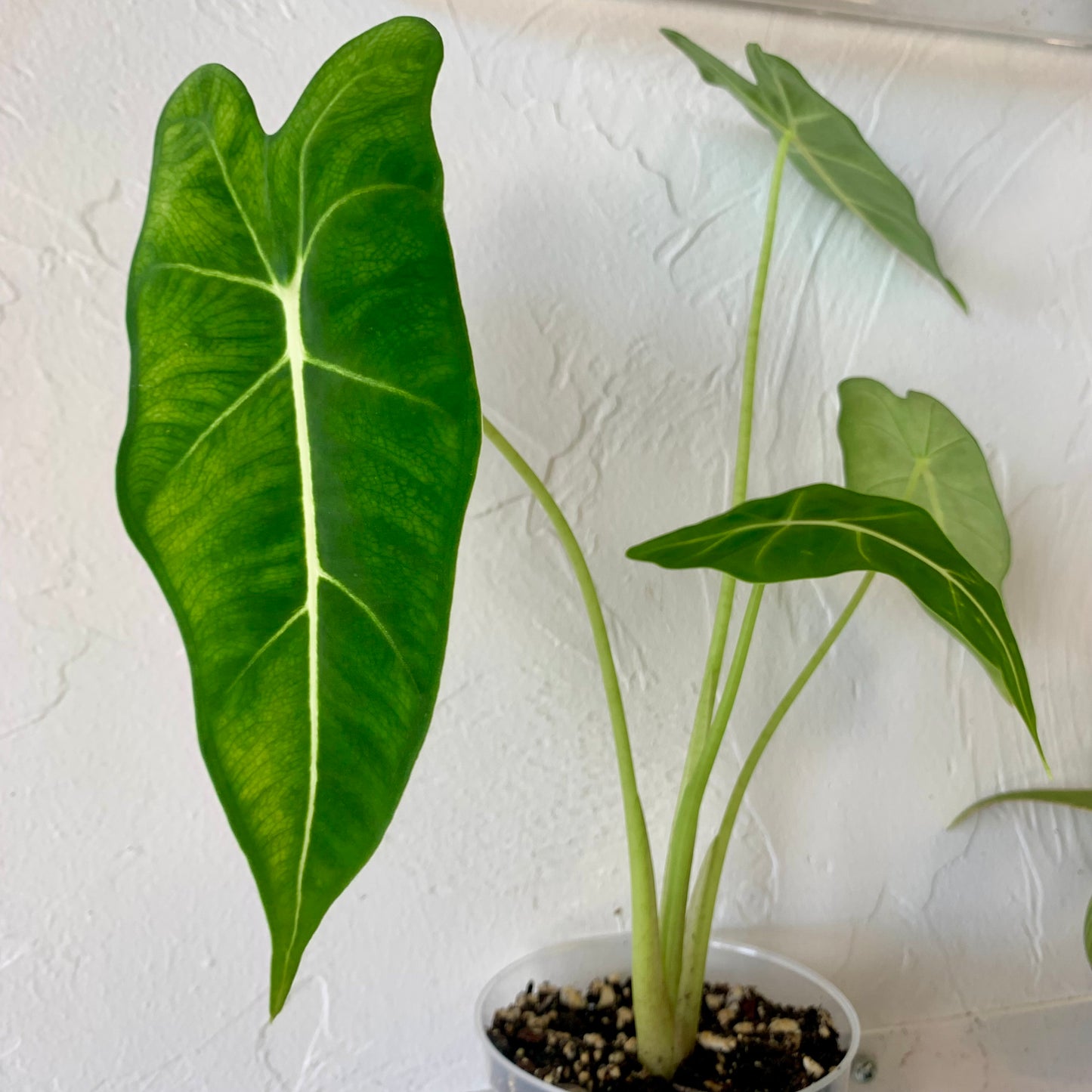 Alocasia Frydek