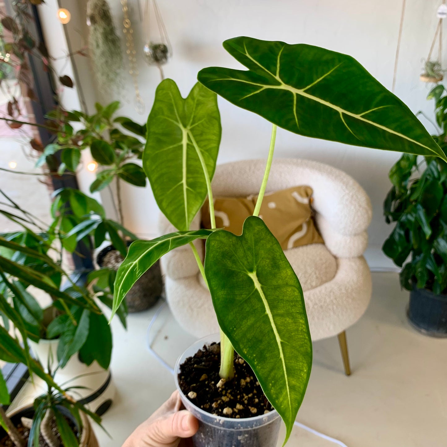 Alocasia Frydek