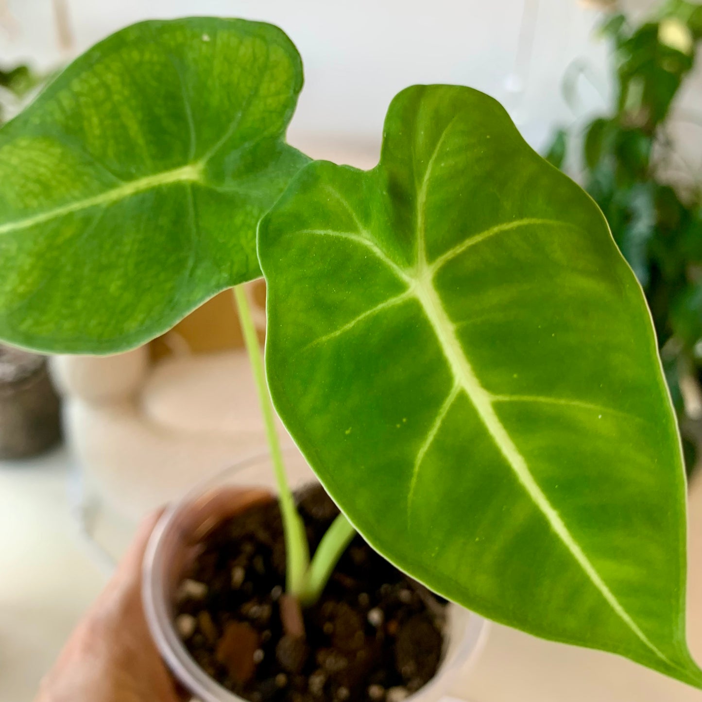 Alocasia Frydek
