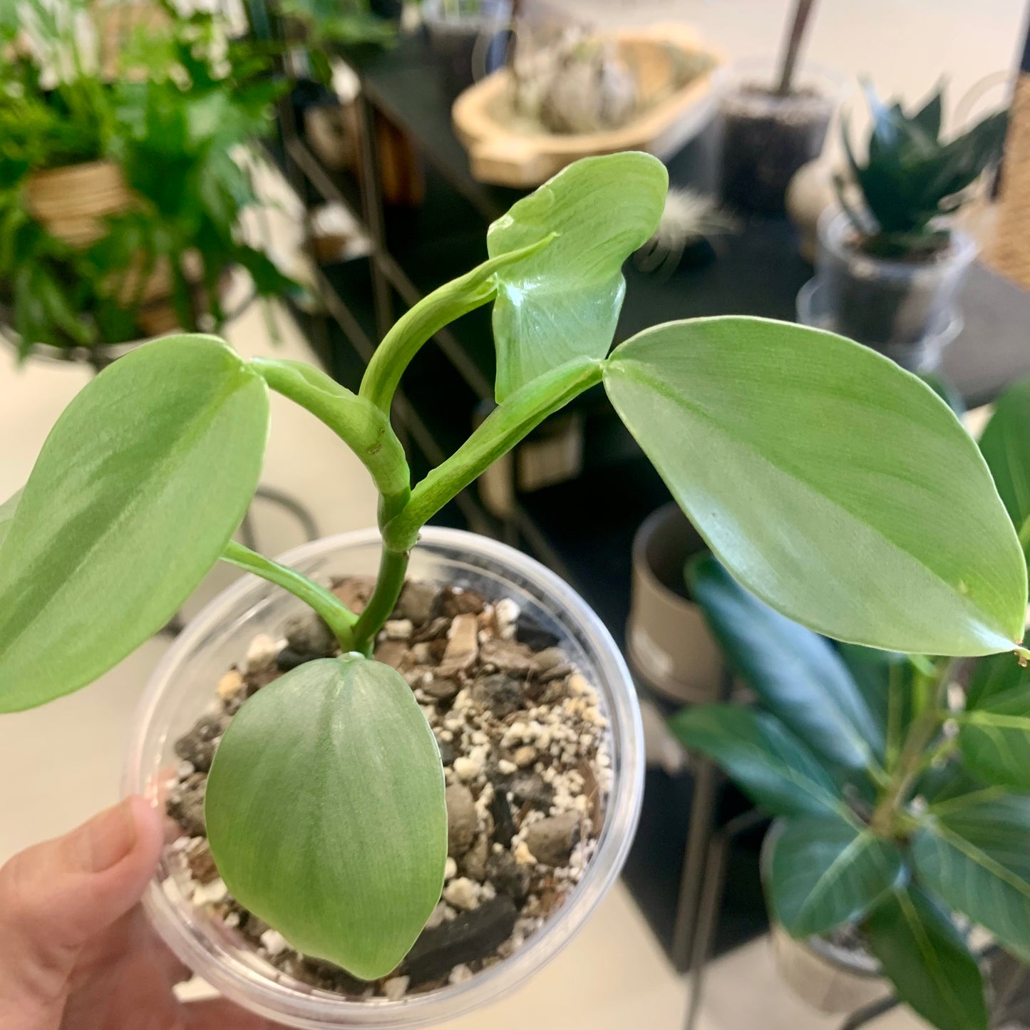 Silver Sword Philodendron