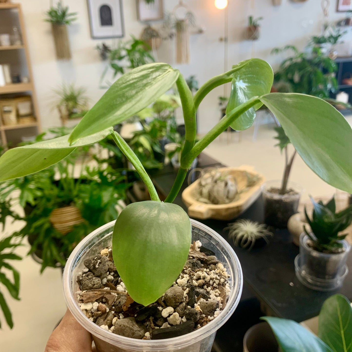 Silver Sword Philodendron