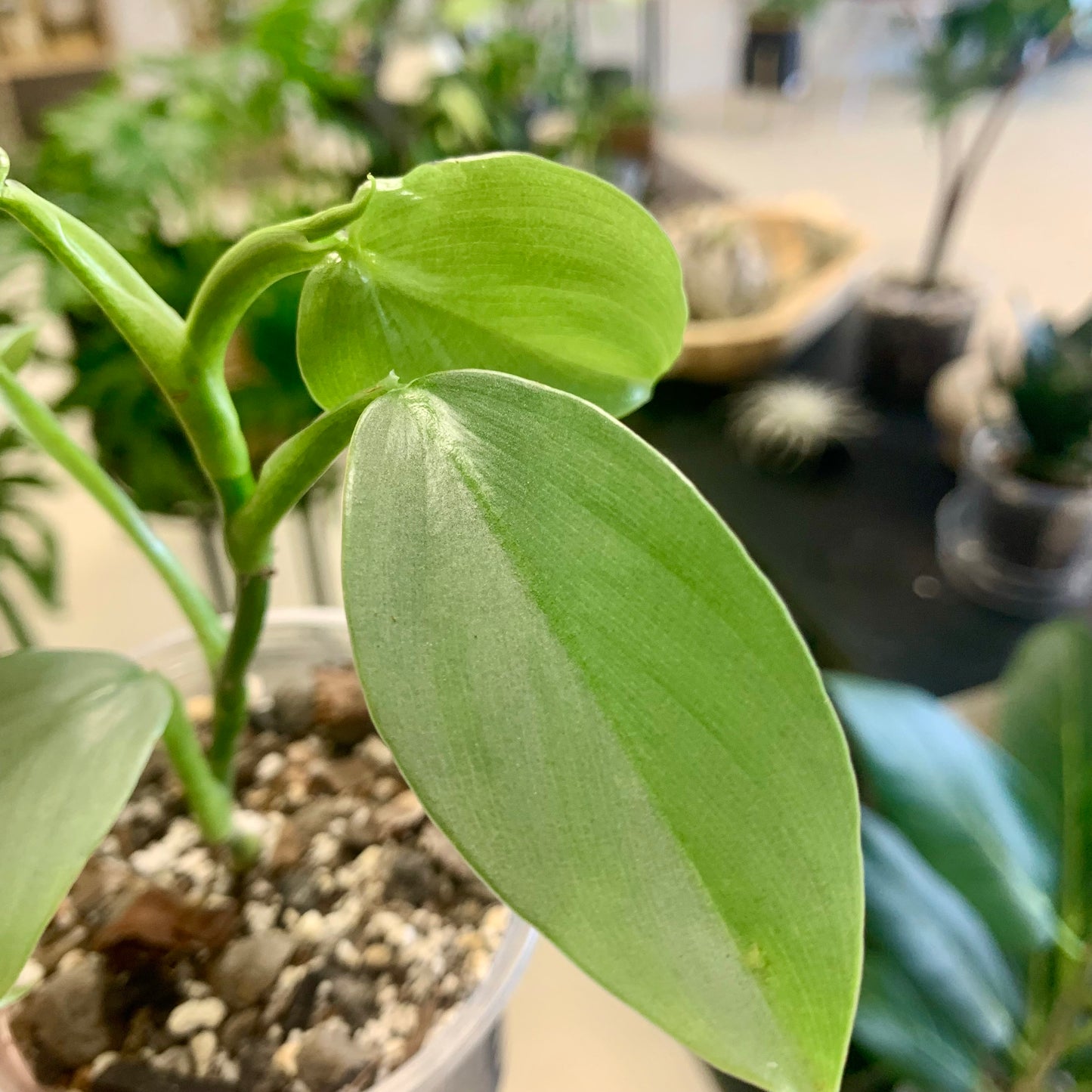 Silver Sword Philodendron