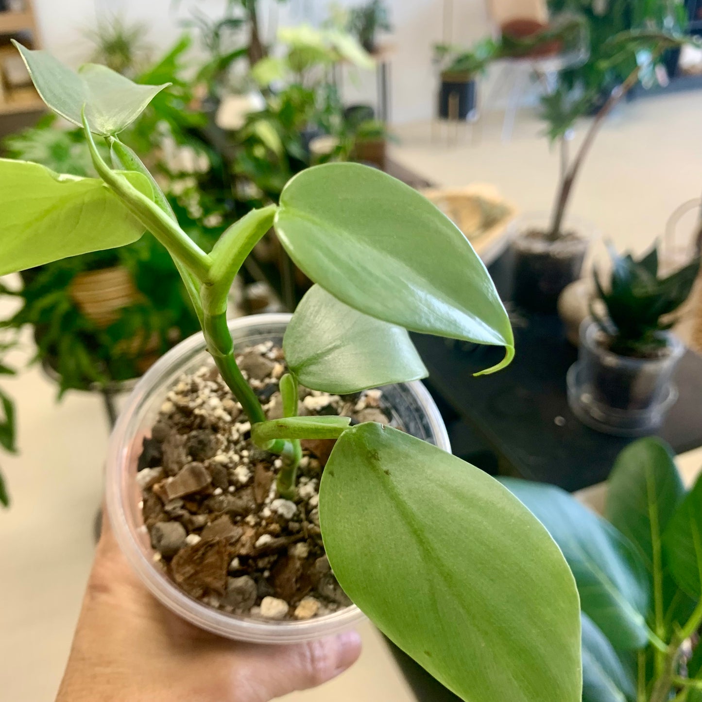 Silver Sword Philodendron