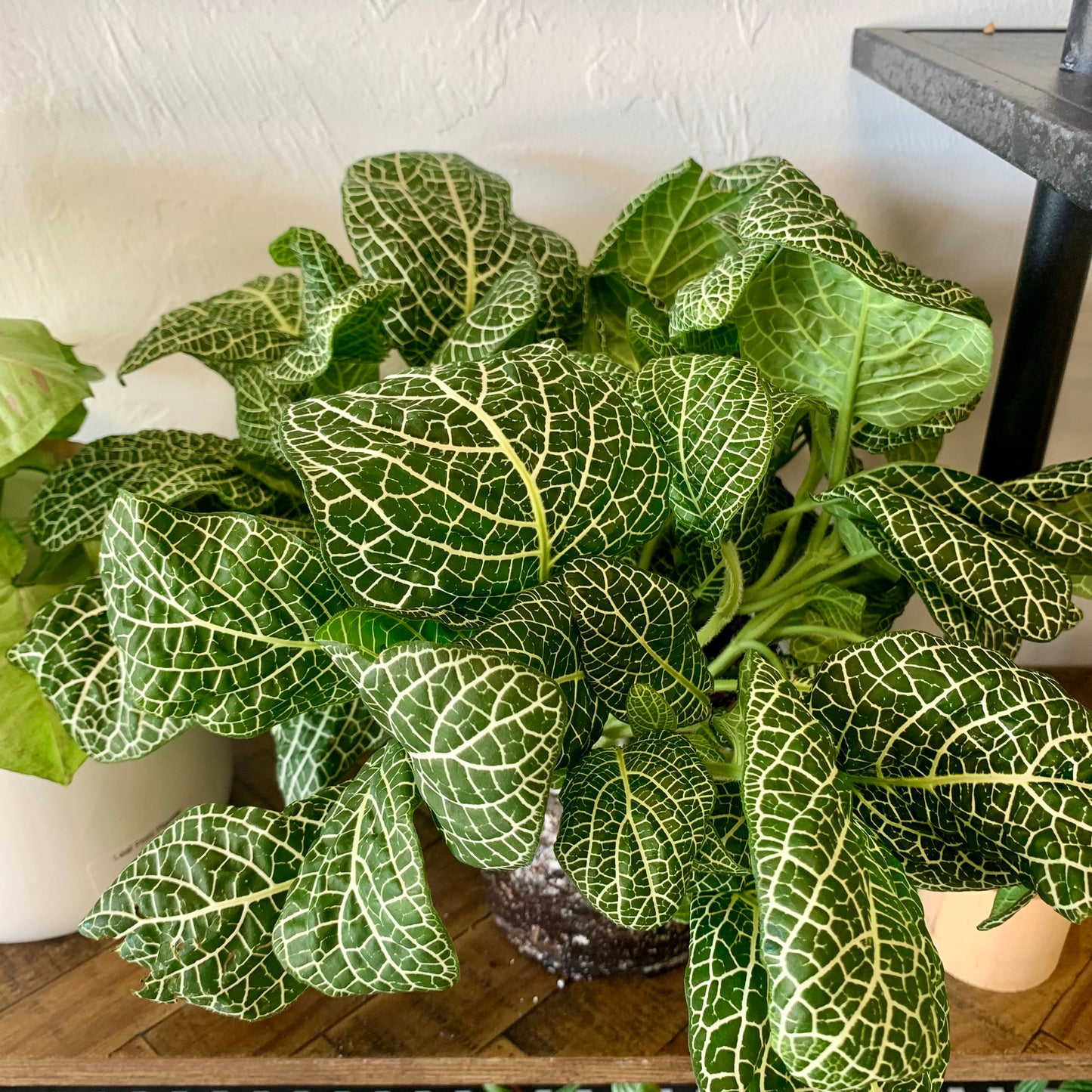 Fittonia Nerve Plant