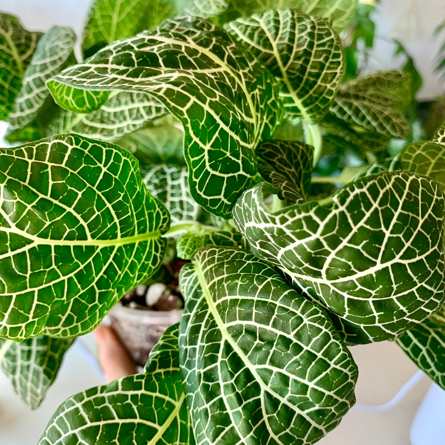 Fittonia Nerve Plant