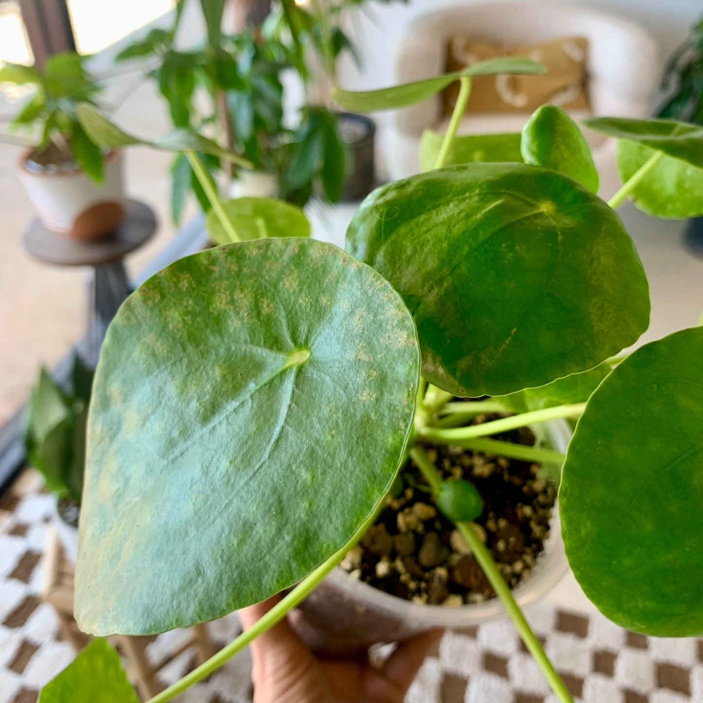 Pilea Peperomiodes