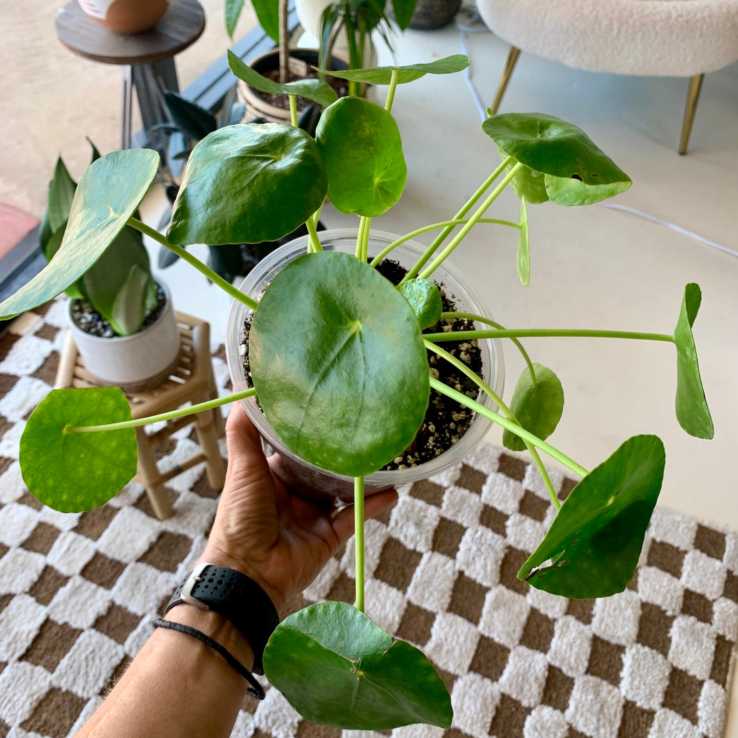 Pilea Peperomiodes