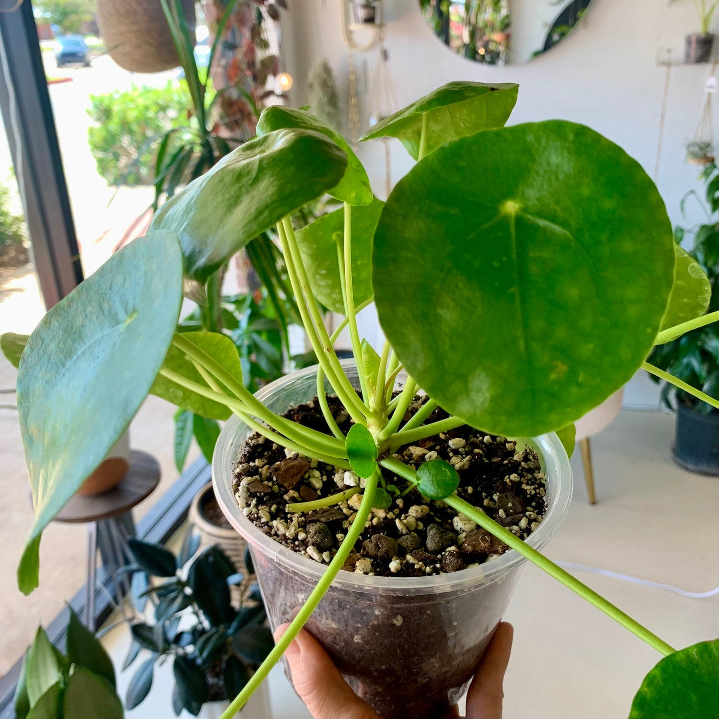 Pilea Peperomiodes
