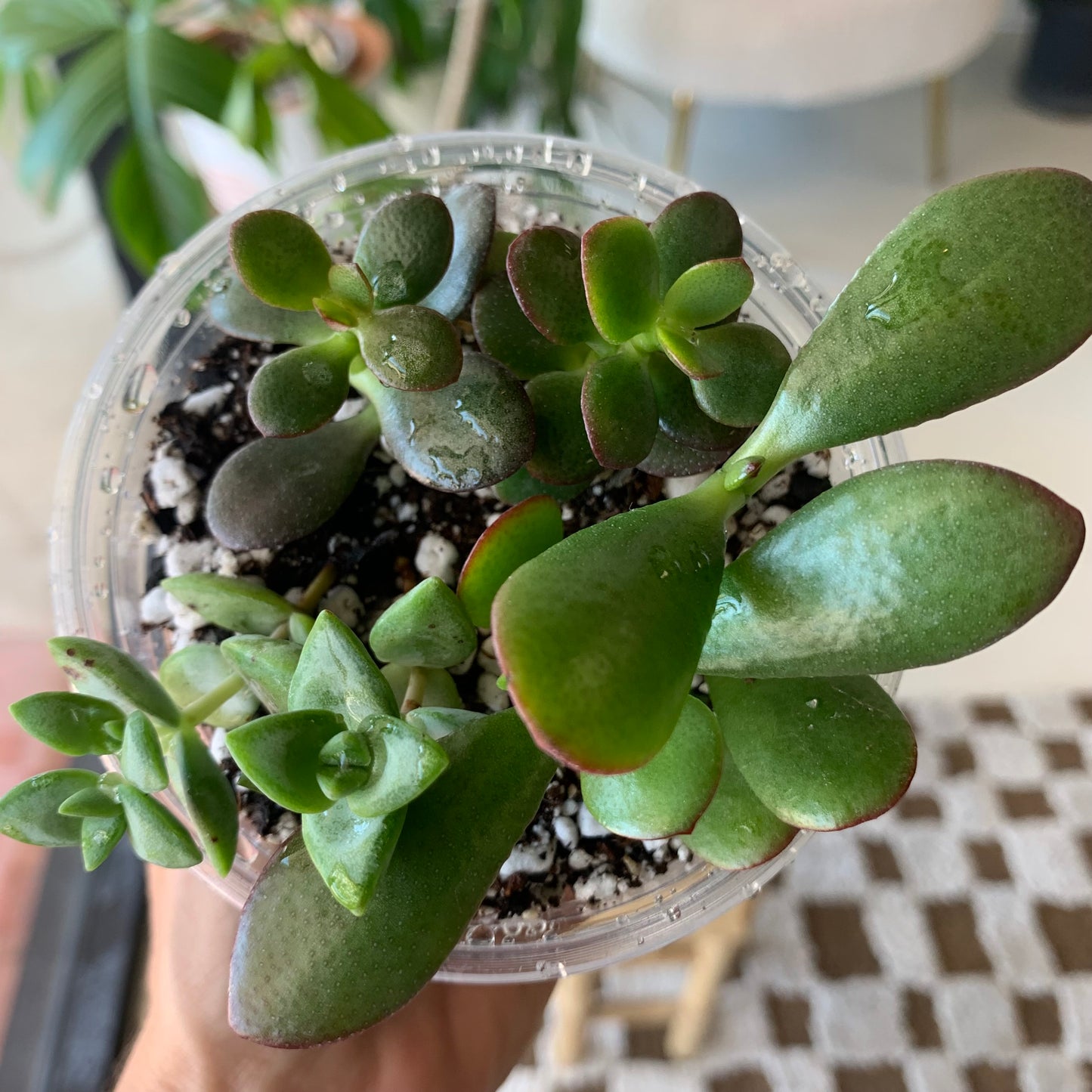 Succulent Mix