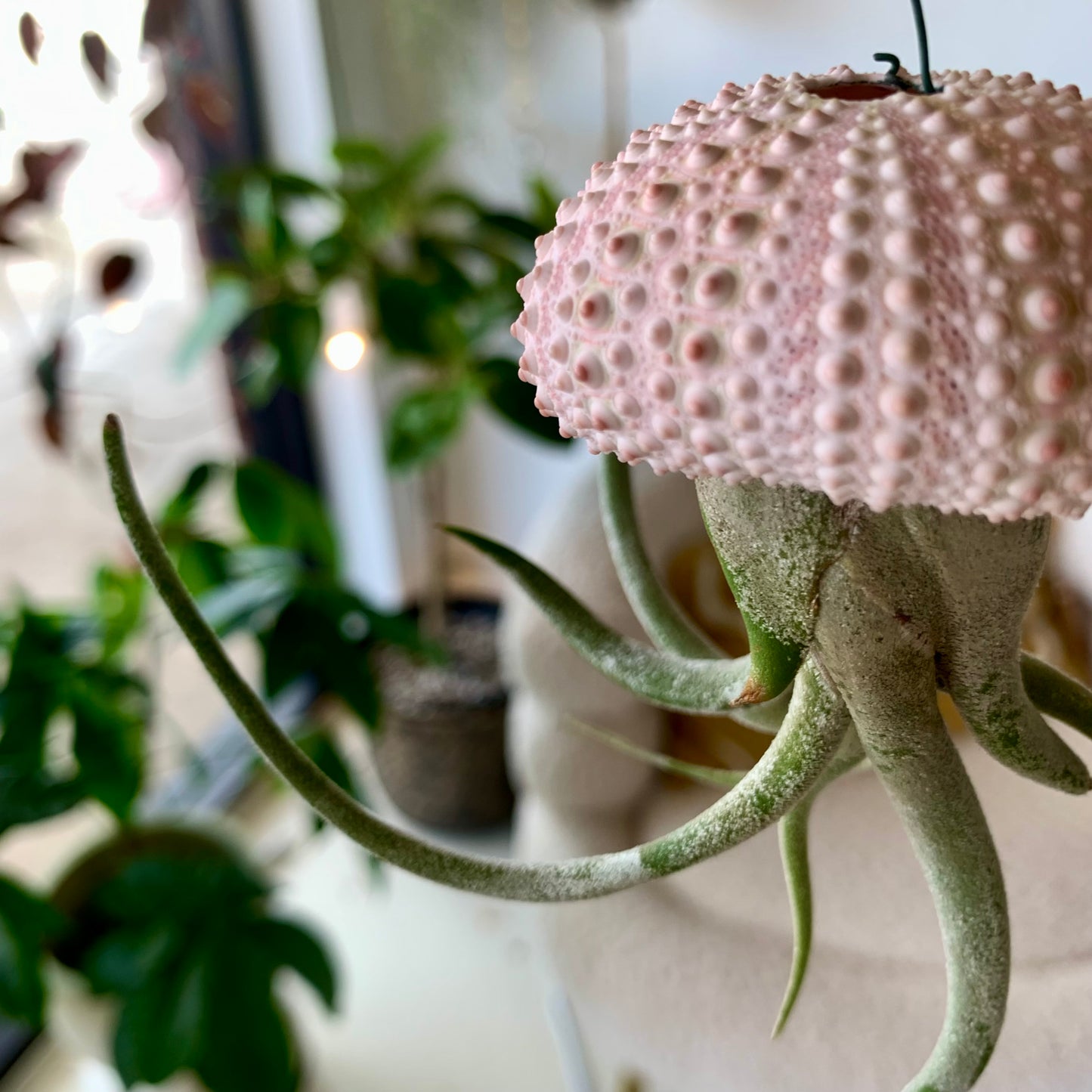 Jellyfish Hanging Airplant