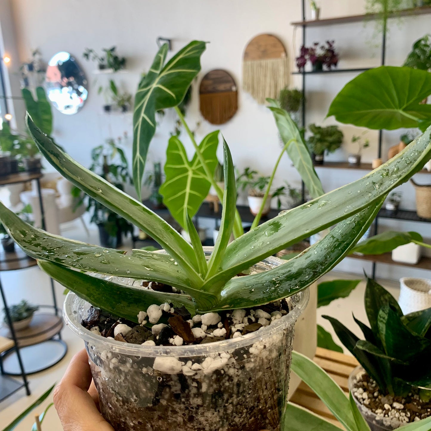 Coral Aloe