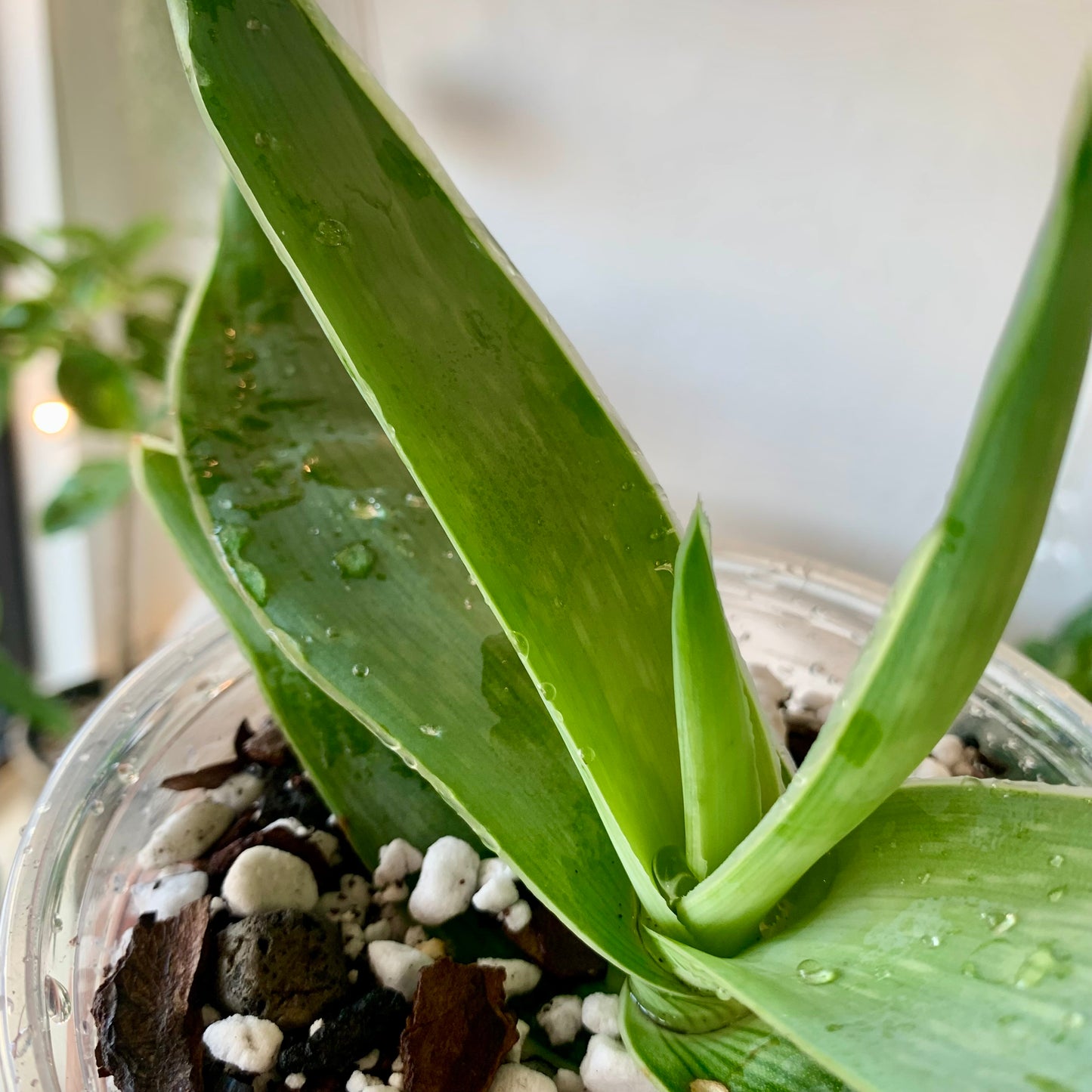 Coral Aloe