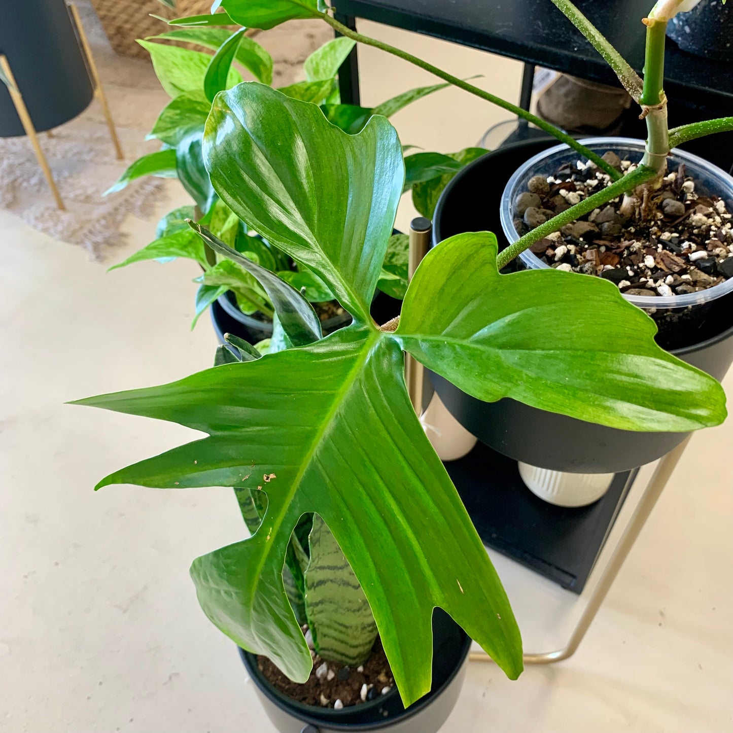 Florida Ghost Philodendron