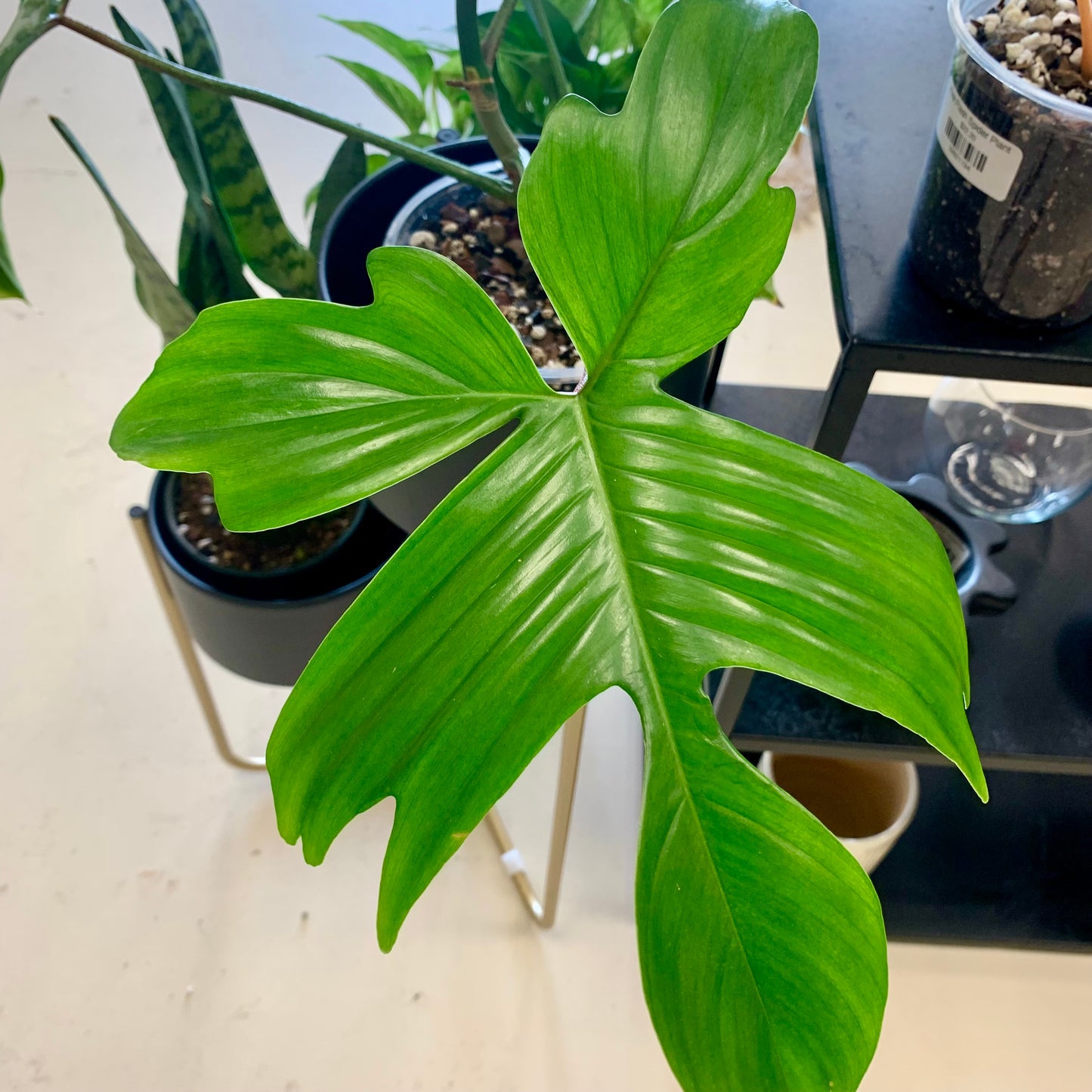 Florida Ghost Philodendron