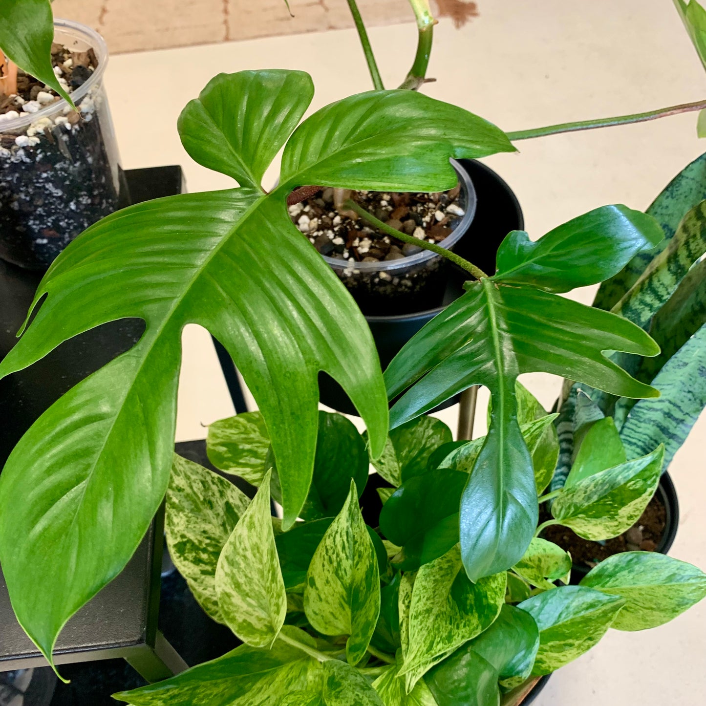 Florida Ghost Philodendron