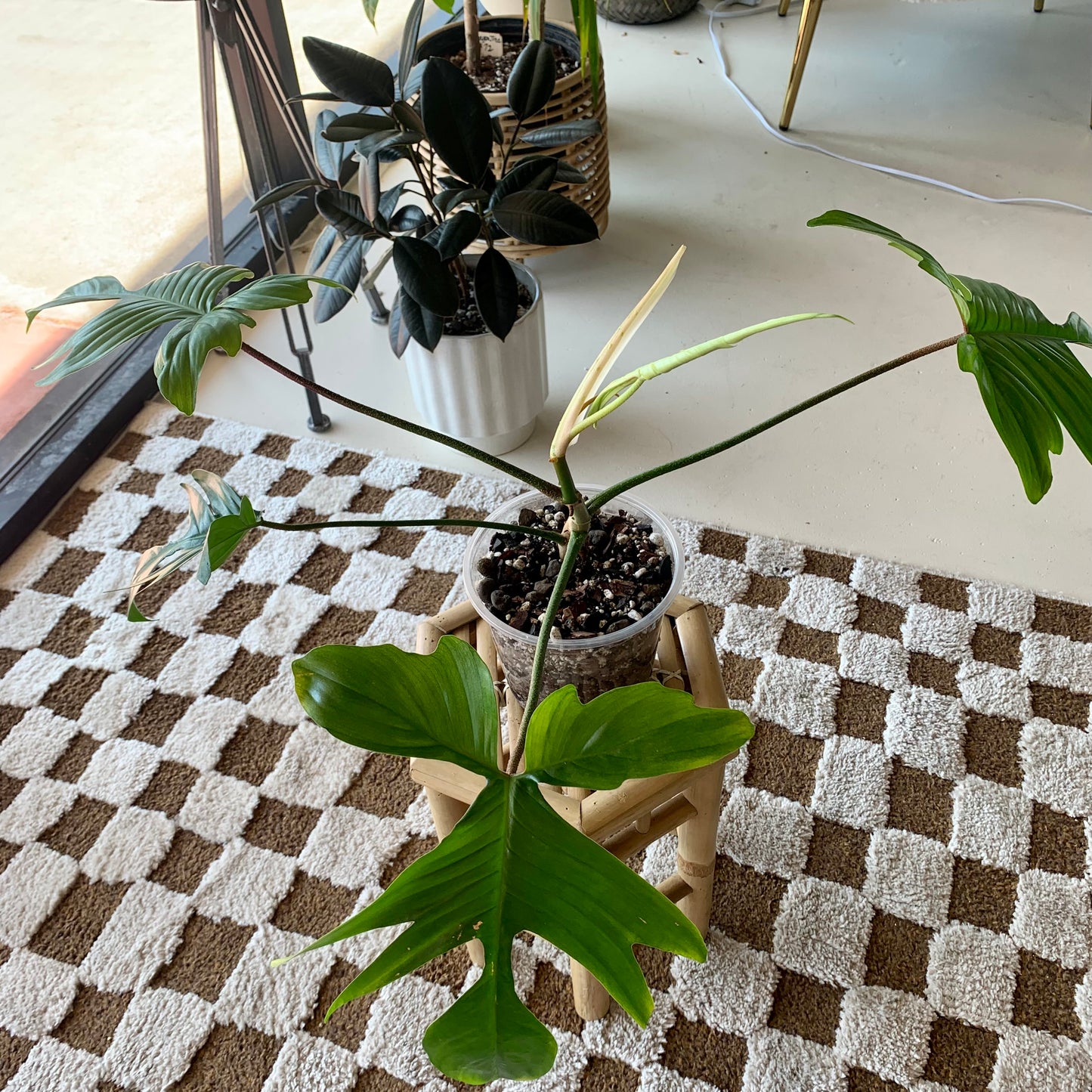 Florida Ghost Philodendron