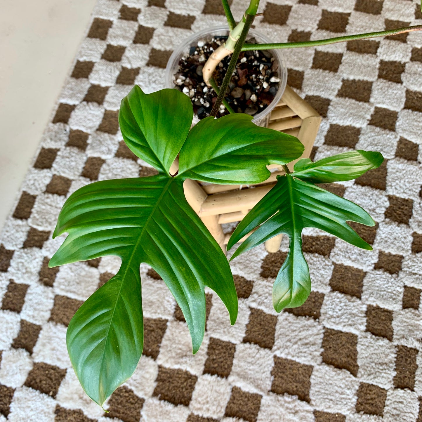 Florida Ghost Philodendron