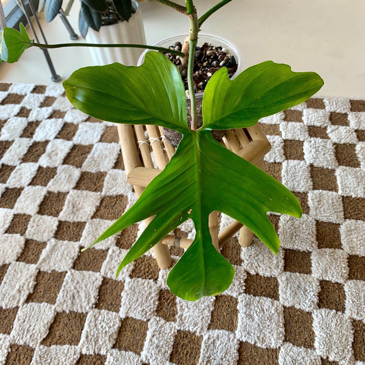 Florida Ghost Philodendron