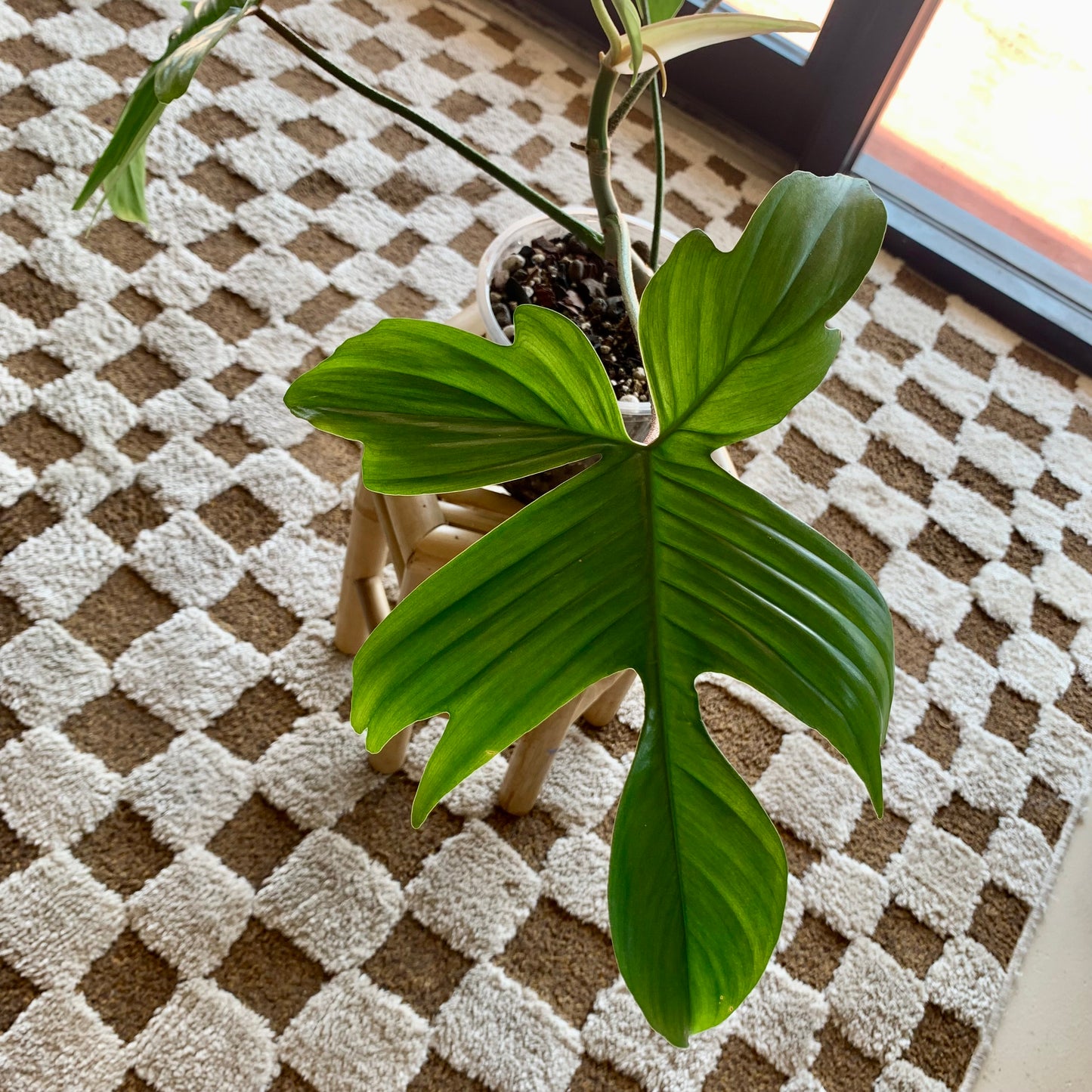Florida Ghost Philodendron