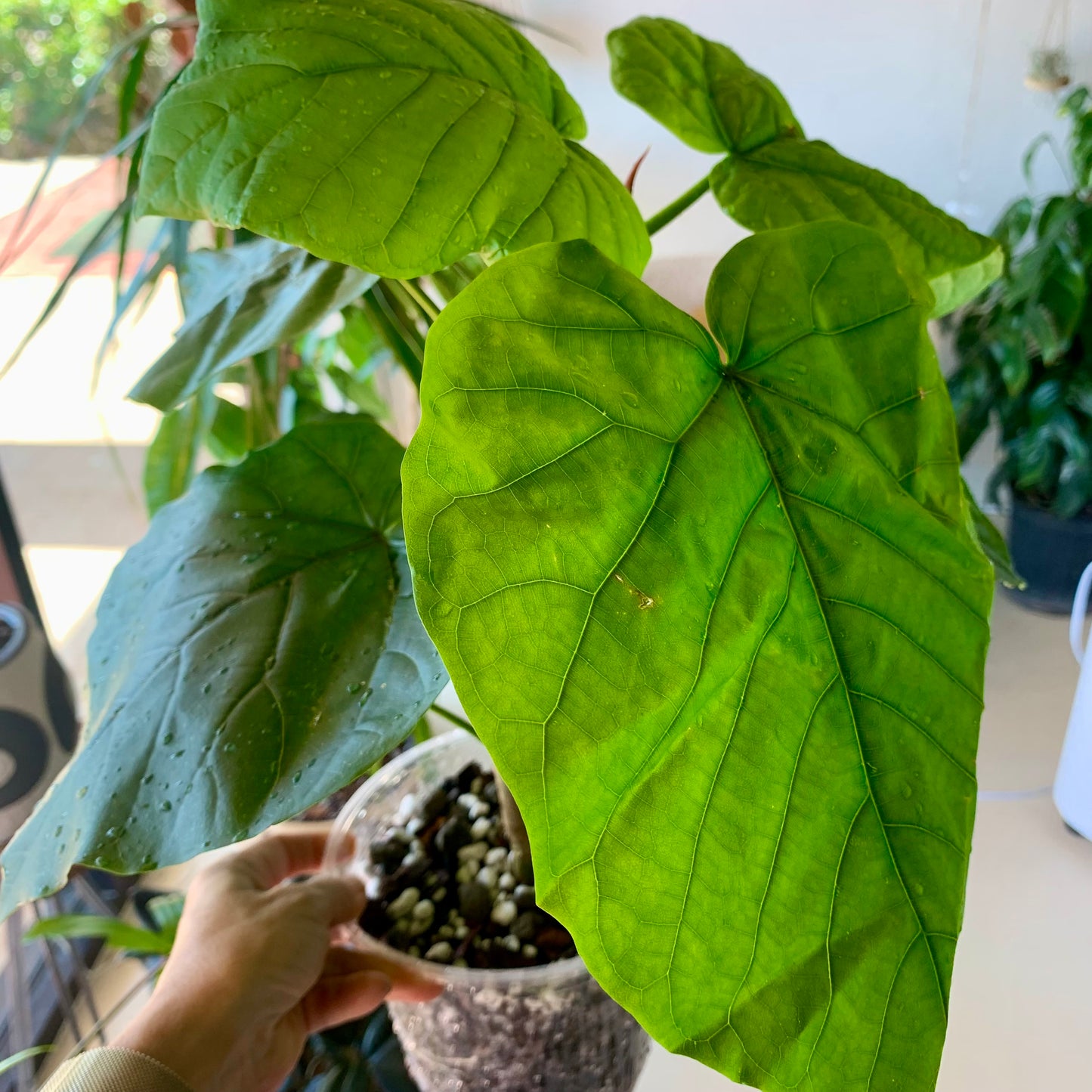 Ficus Umbellata