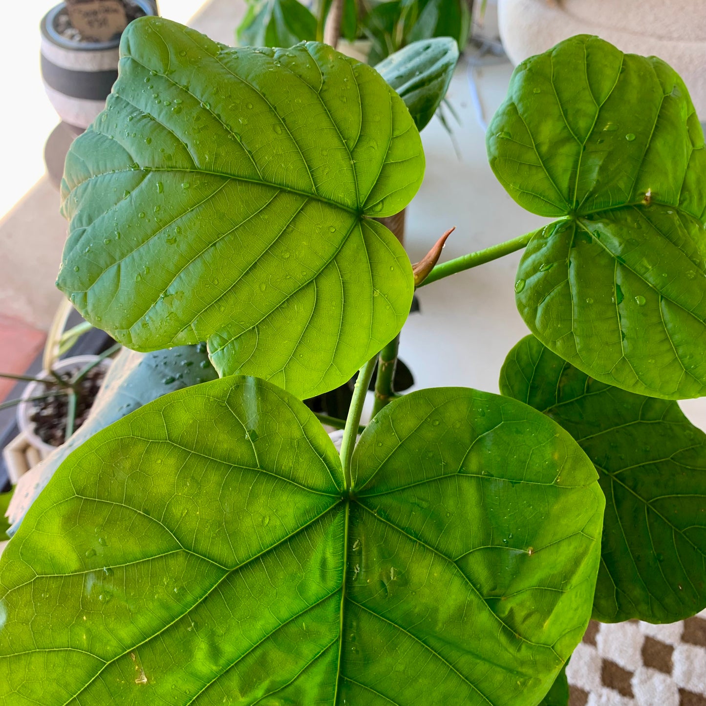 Ficus Umbellata