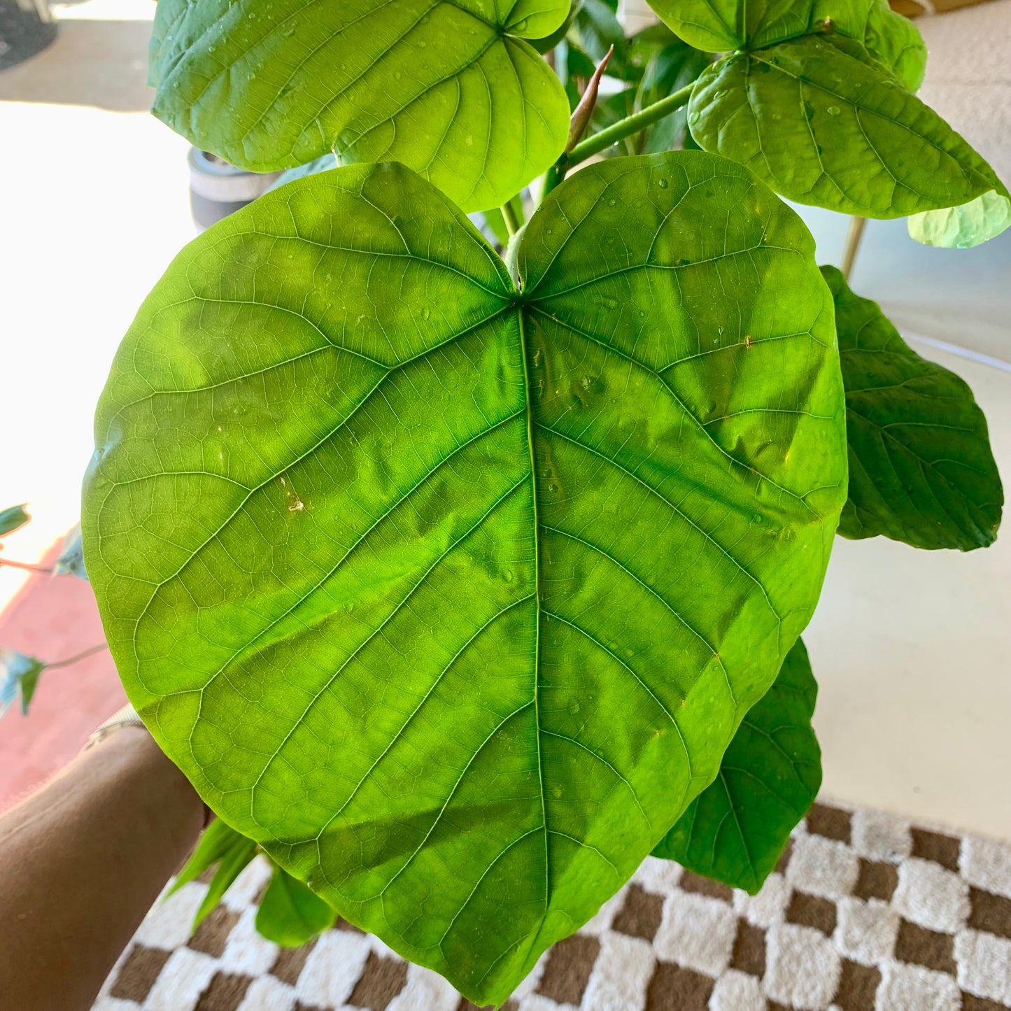 Ficus Umbellata