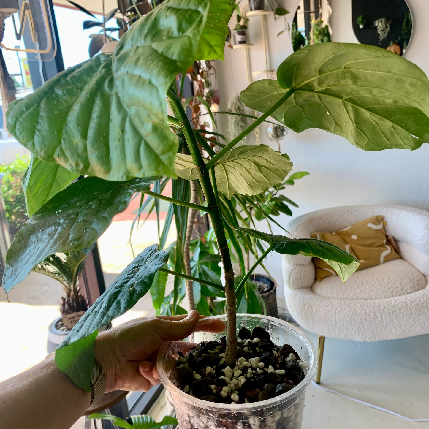 Ficus Umbellata