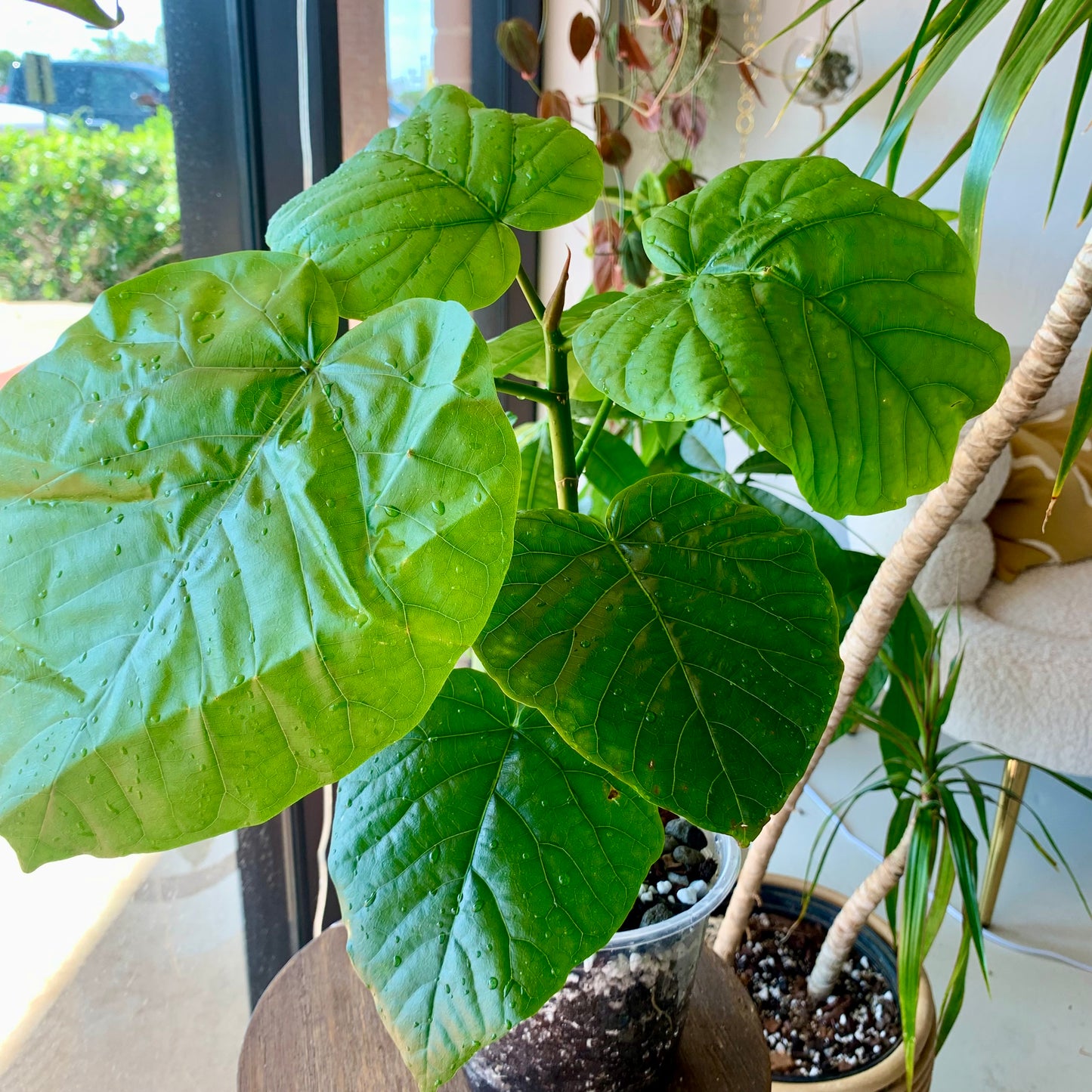 Ficus Umbellata