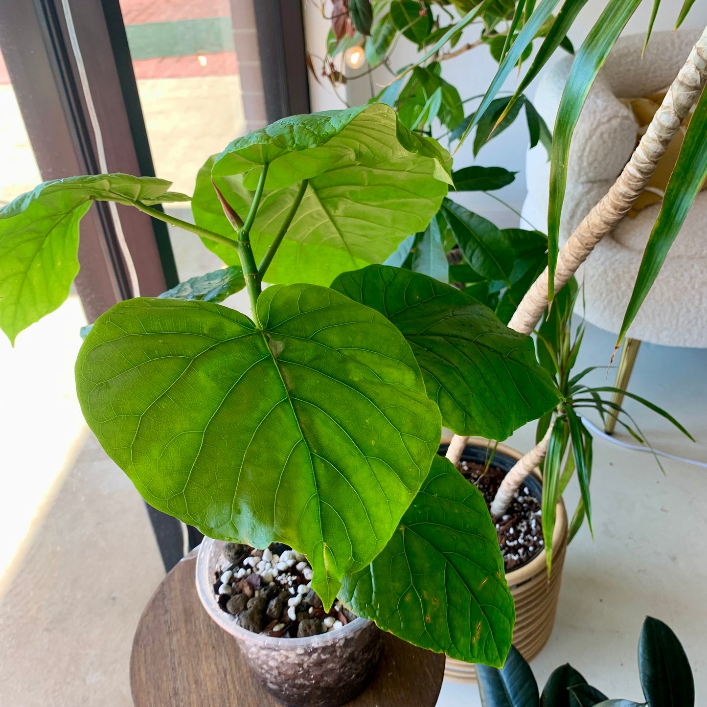 Ficus Umbellata