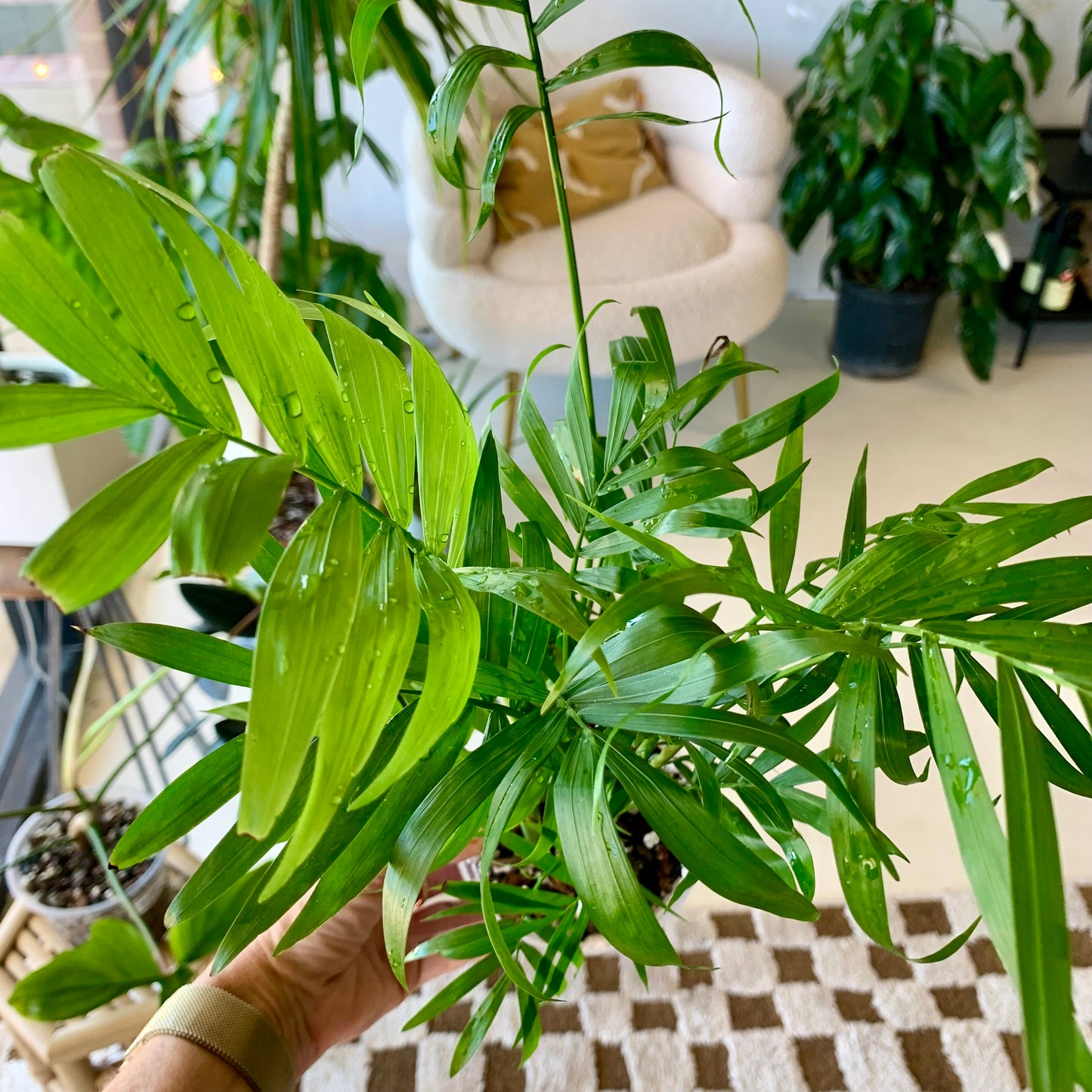 Neanthe Bella Palm "Parlor Palm"
