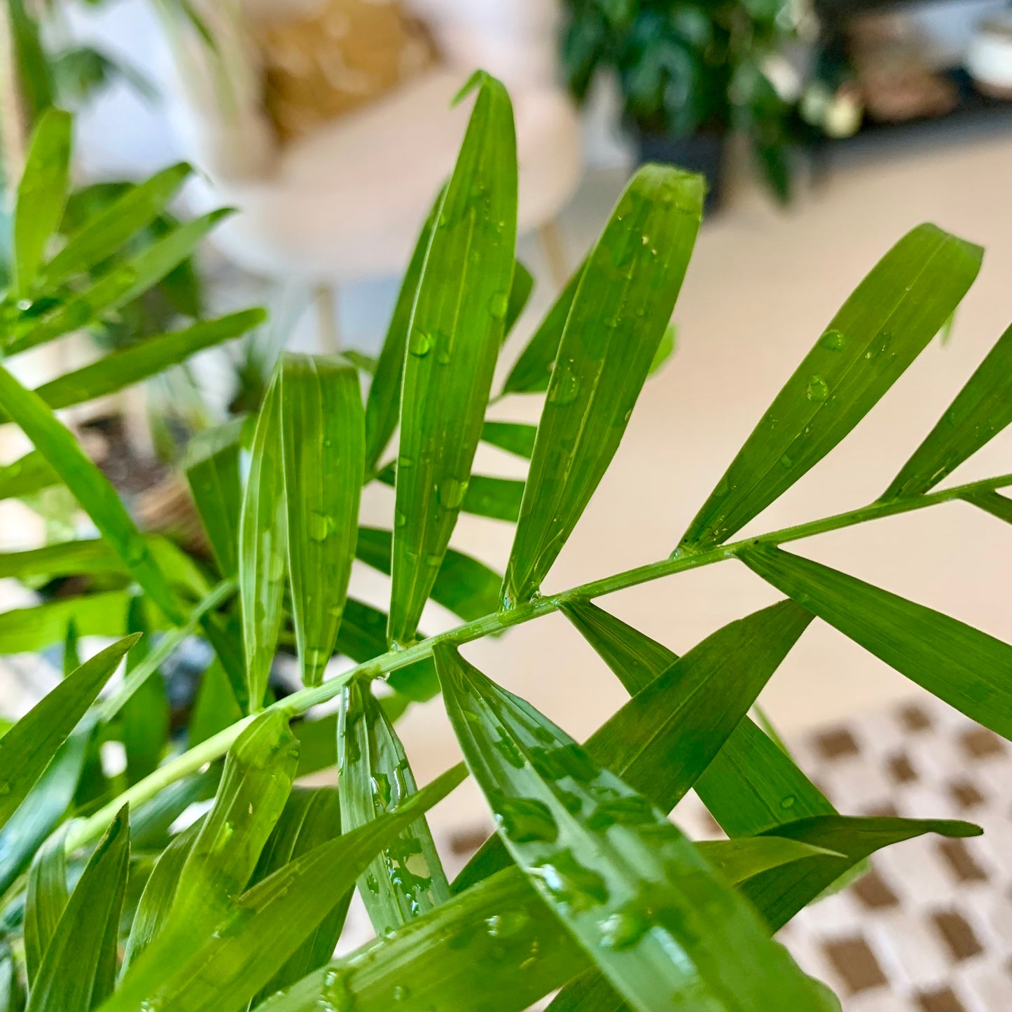 Neanthe Bella Palm "Parlor Palm"