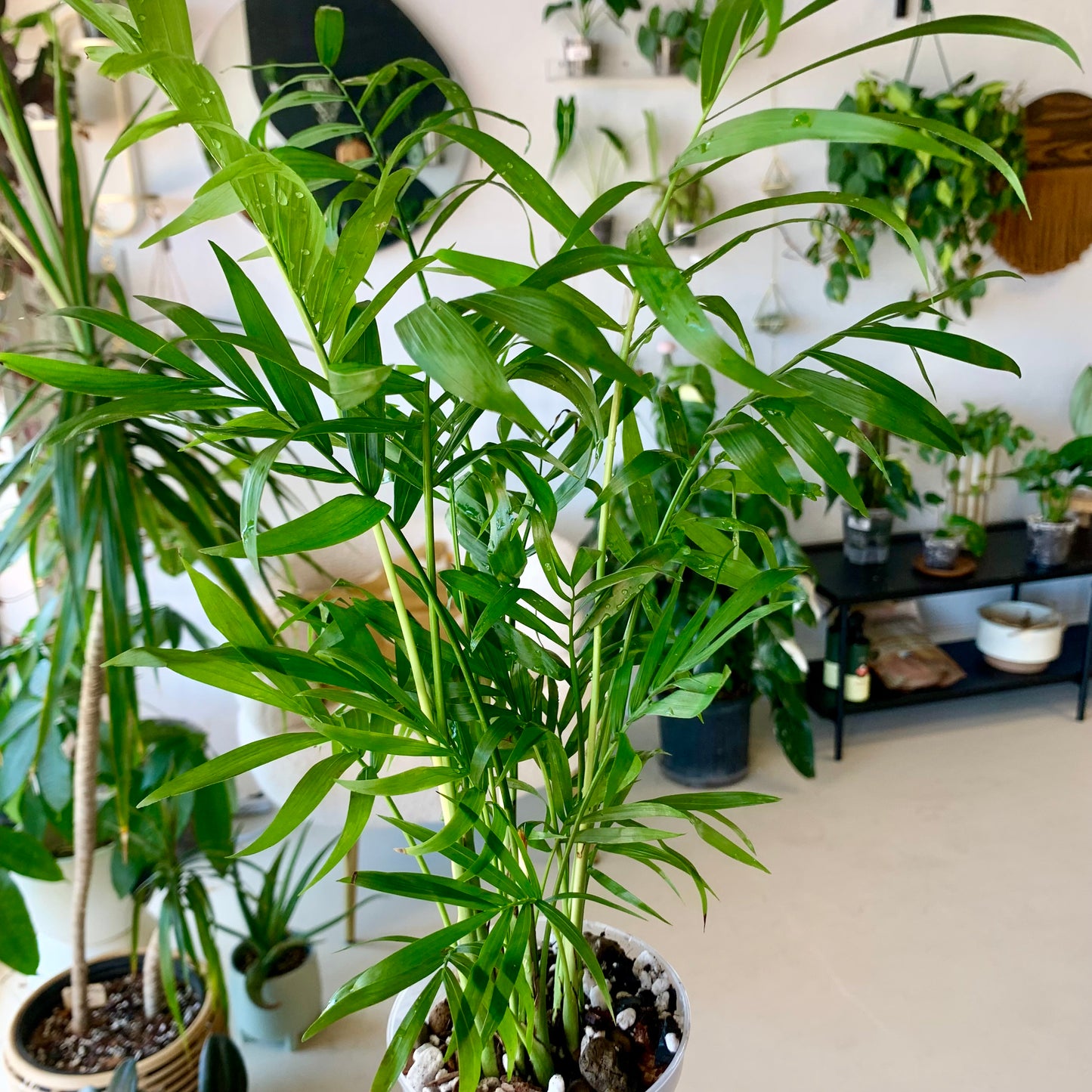 Neanthe Bella Palm "Parlor Palm"
