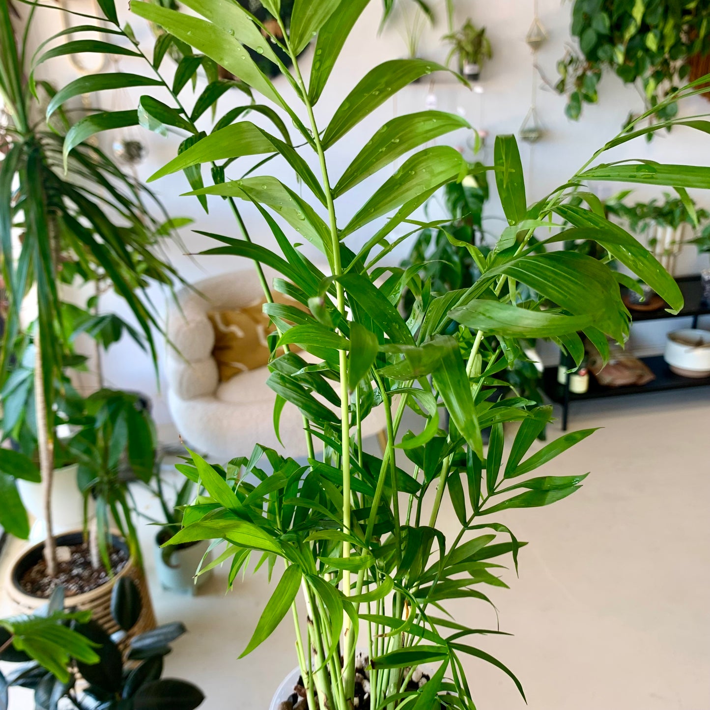 Neanthe Bella Palm "Parlor Palm"