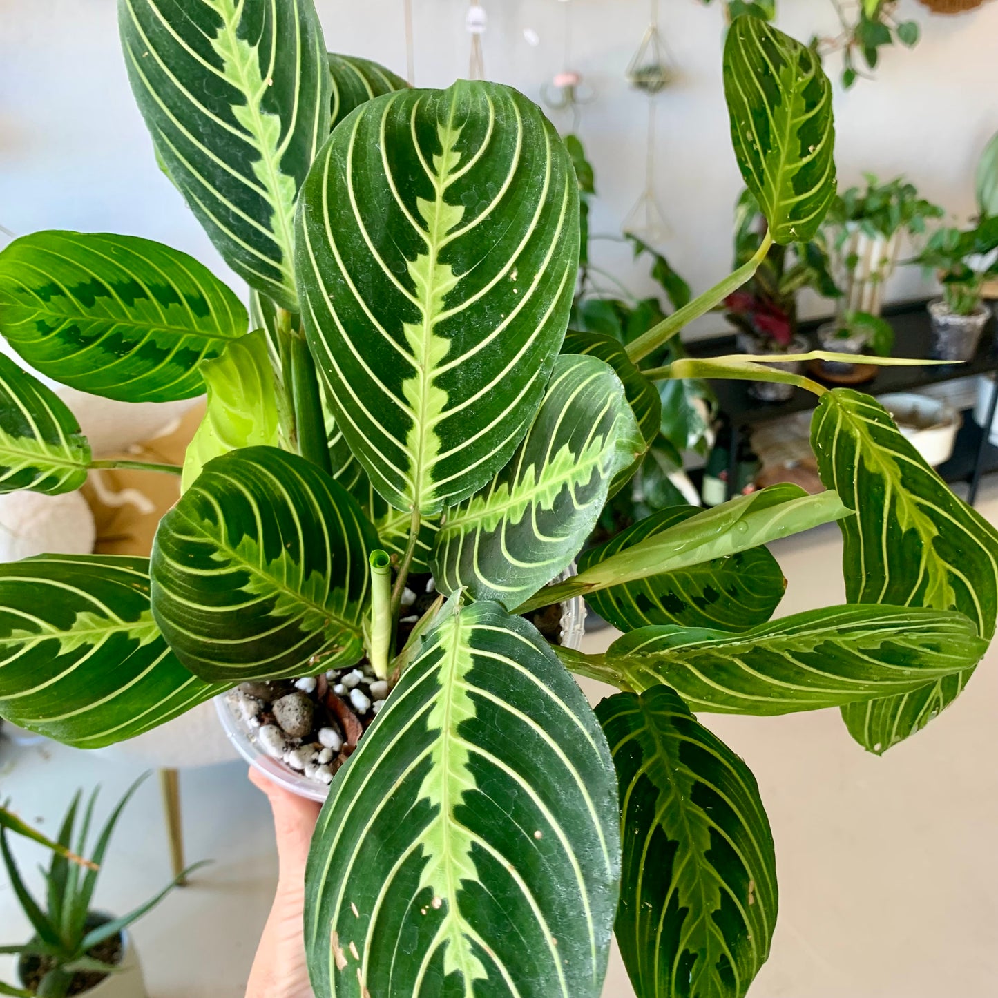 Lemon Lime Maranta Prayer Plant