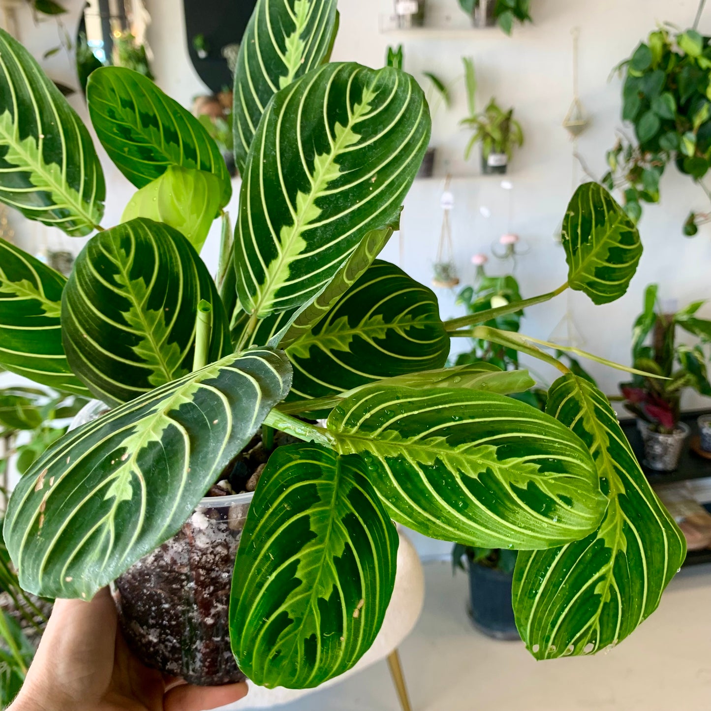 Lemon Lime Maranta Prayer Plant