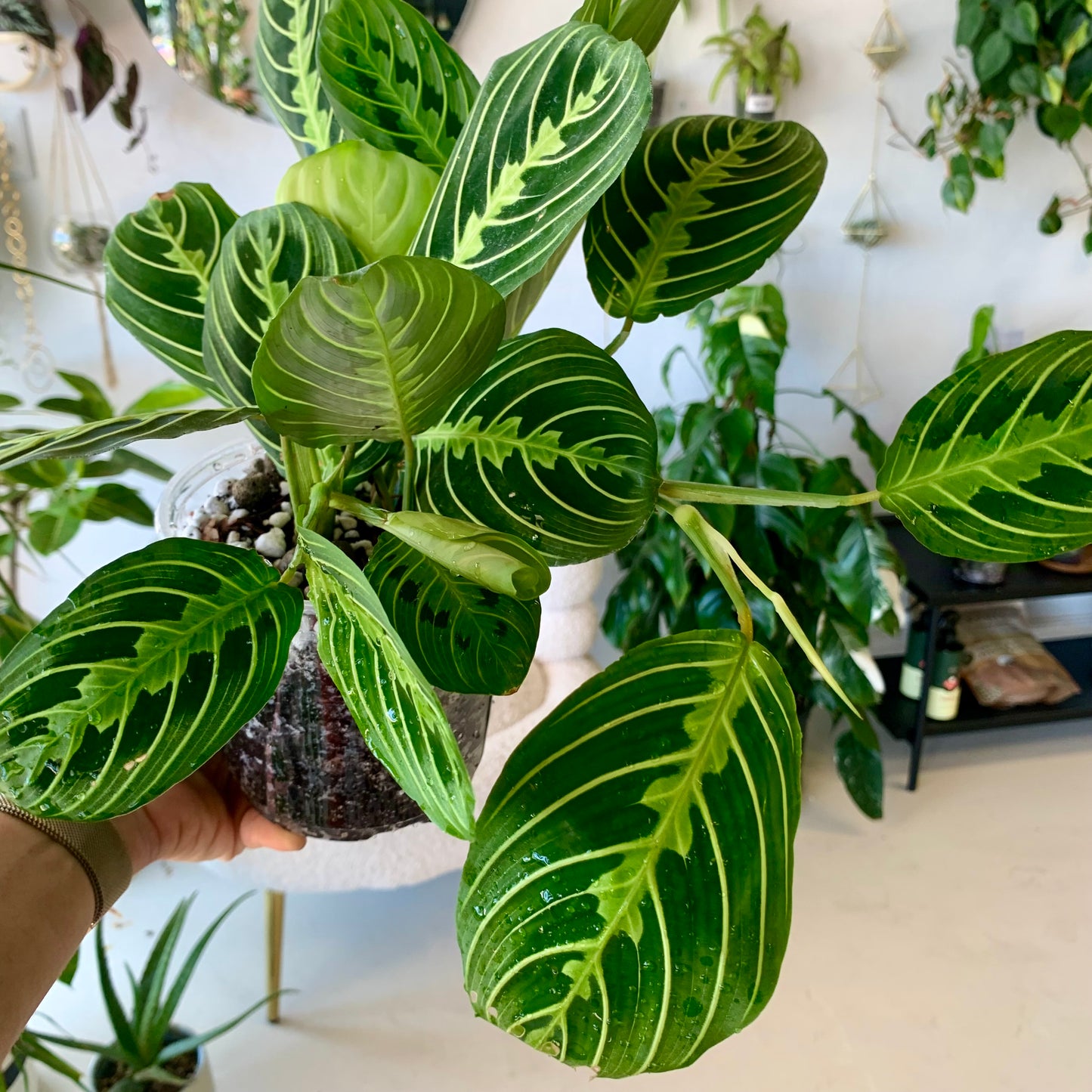 Lemon Lime Maranta Prayer Plant