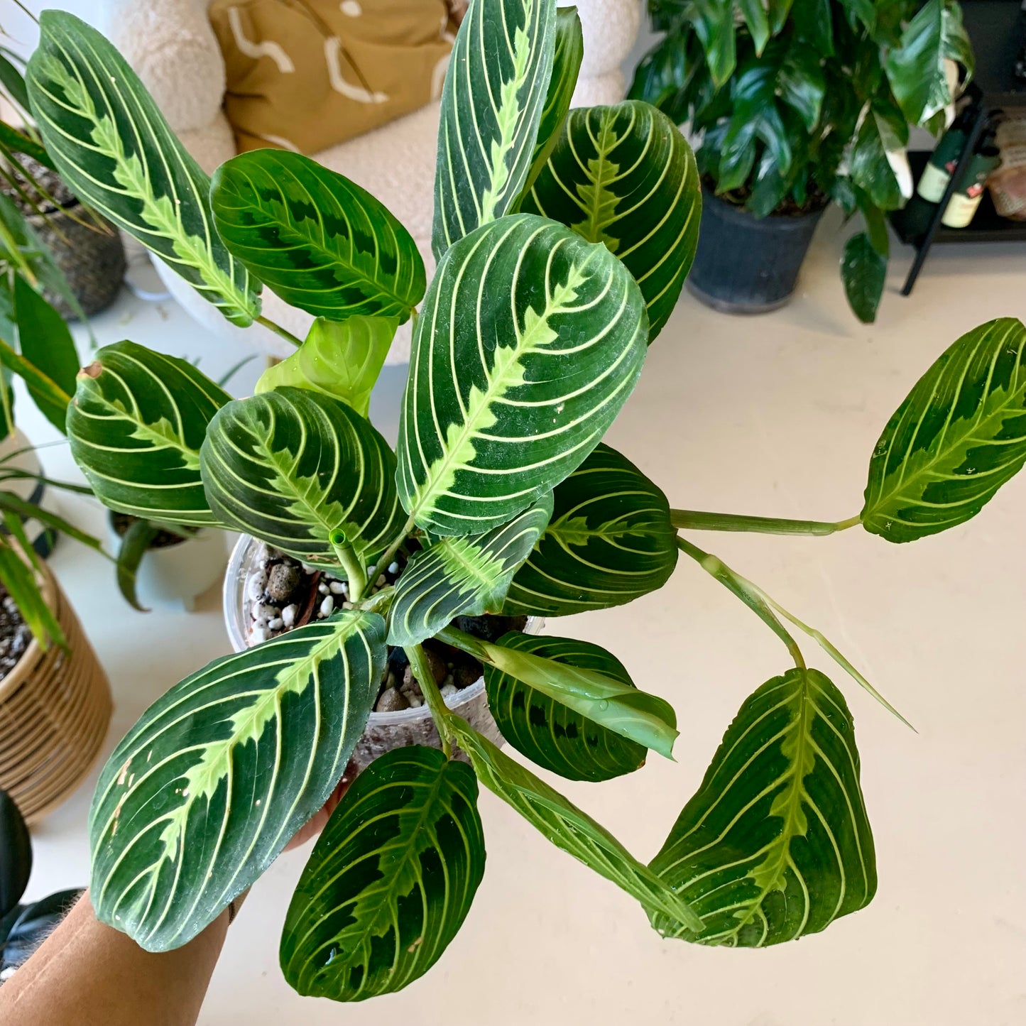 Lemon Lime Maranta Prayer Plant